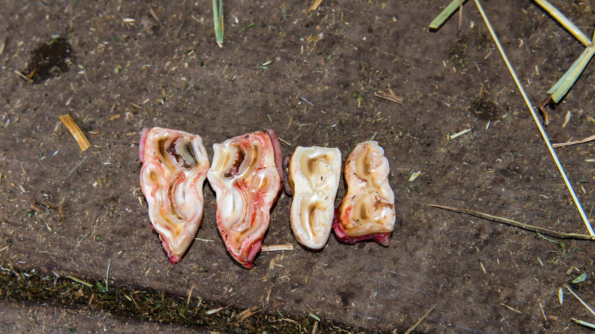 These caps associated with the movie taken at Belmont on 3/21/2014