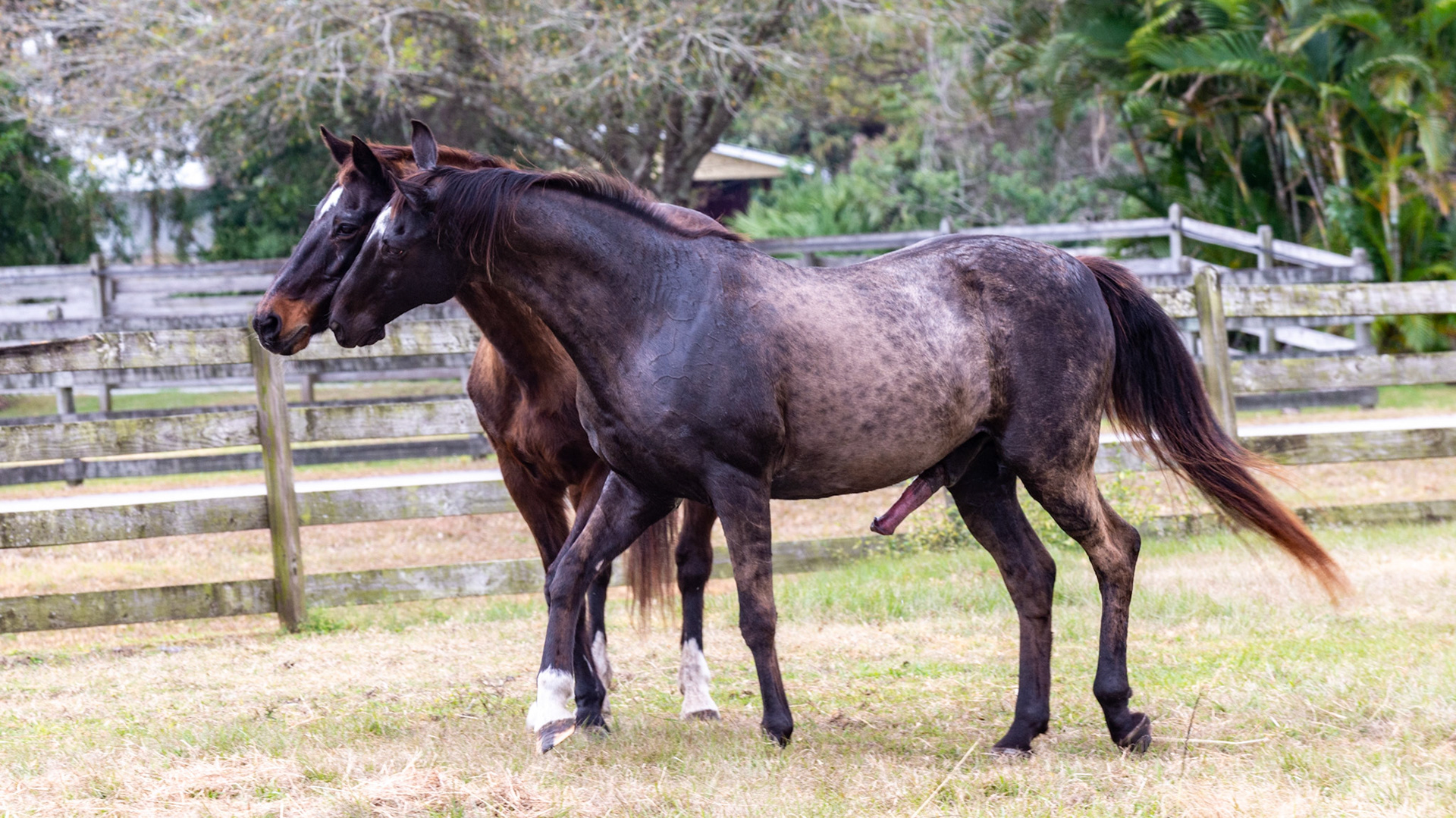 3/25 - Unsuccessful at the side mount, he is now approaching her head to turn her parallel to the fence for a better approach.