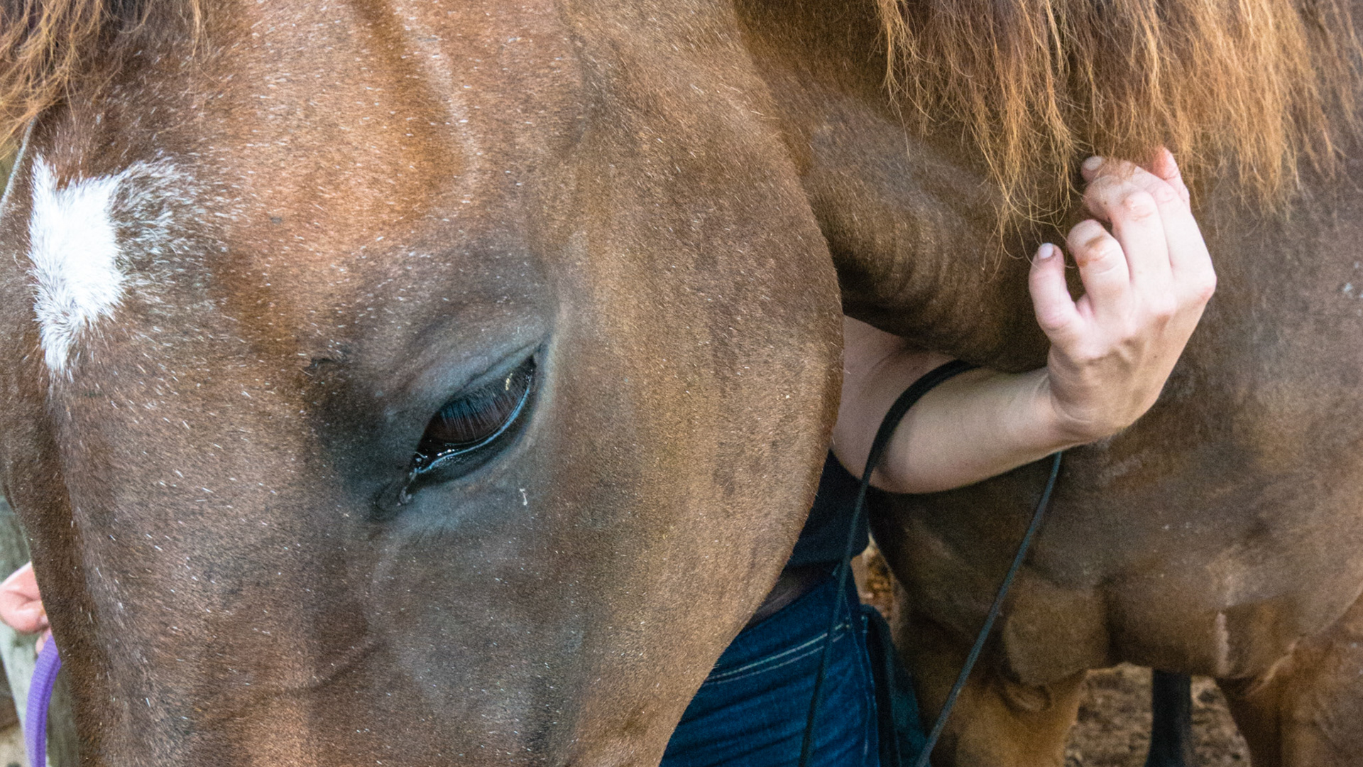 Chewing motion horse 2 - 15 yr old TB with loss of right masseter muscle for over 10 years and atrophy of the left masseter muscle. See movie. Jaw has a limited range of opening, is painful to open wide, and is maxed in the picture of the opened mouth. Her right arcades are always sharper. Her left arcade is sheared with an acute occlusal angle, and tarter accumulates along the upper left arcade.