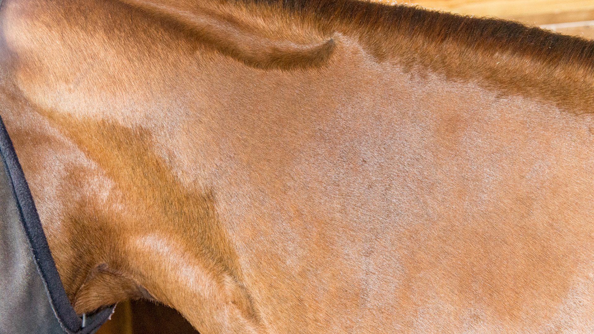 Whorls. One at the crest of the neck and the other on the jugular groove.