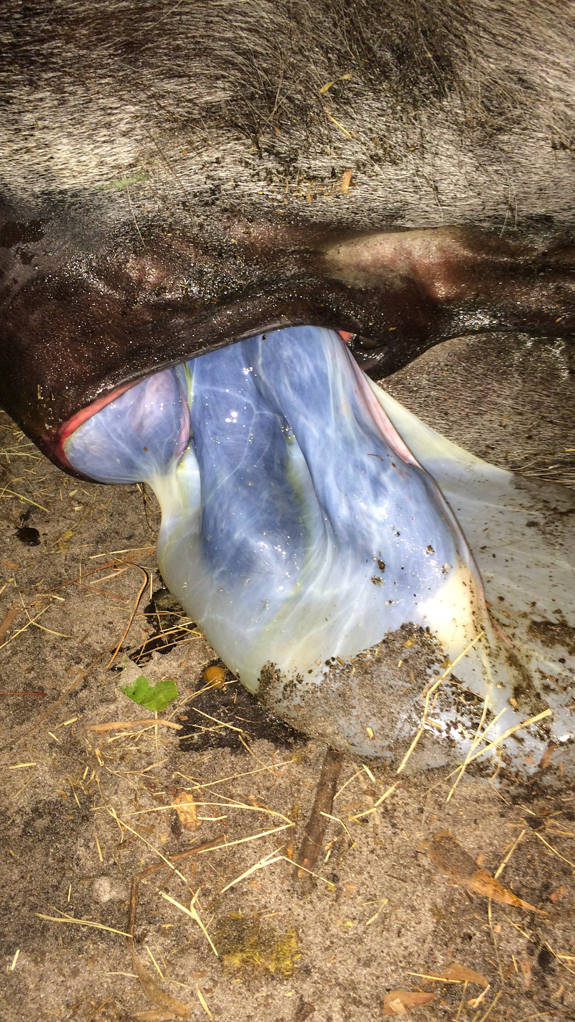 13/29 - Donkey birth - The mare has gotten up and is now laying on her other side. All is progressing well.