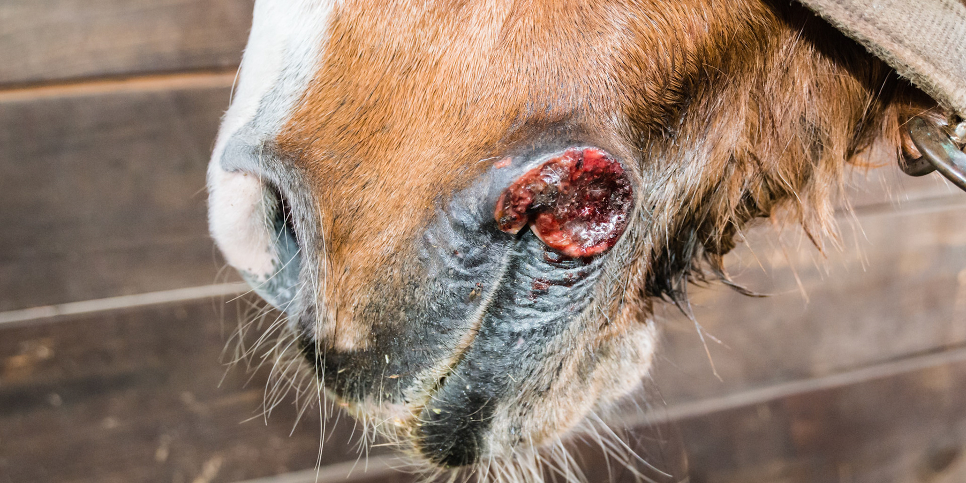 Summer sore at the corner of the lip.
