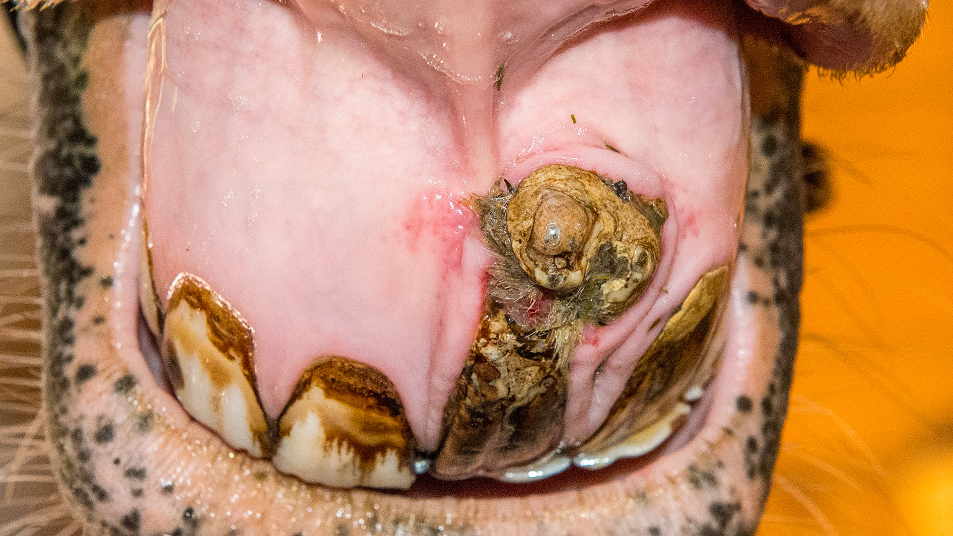 Incisor tumor - This is the same incisor tumor as seen in the previous pictures but taken 18 months later. It is still not a problem for the horse. Hay is being packed under a ledge of tarter despite the cleaning efforts of the owner with brushing.  The underlying inflamed tissue is painful to the touch.