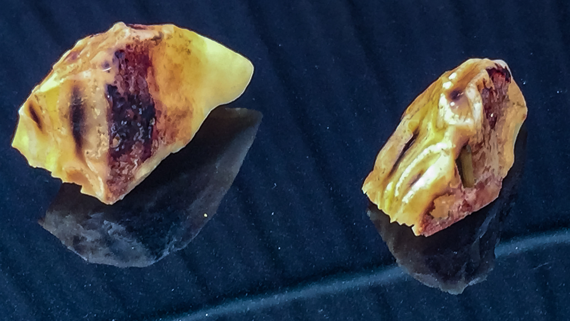 Hooks cut in pairs from both last lower cheek teeth.