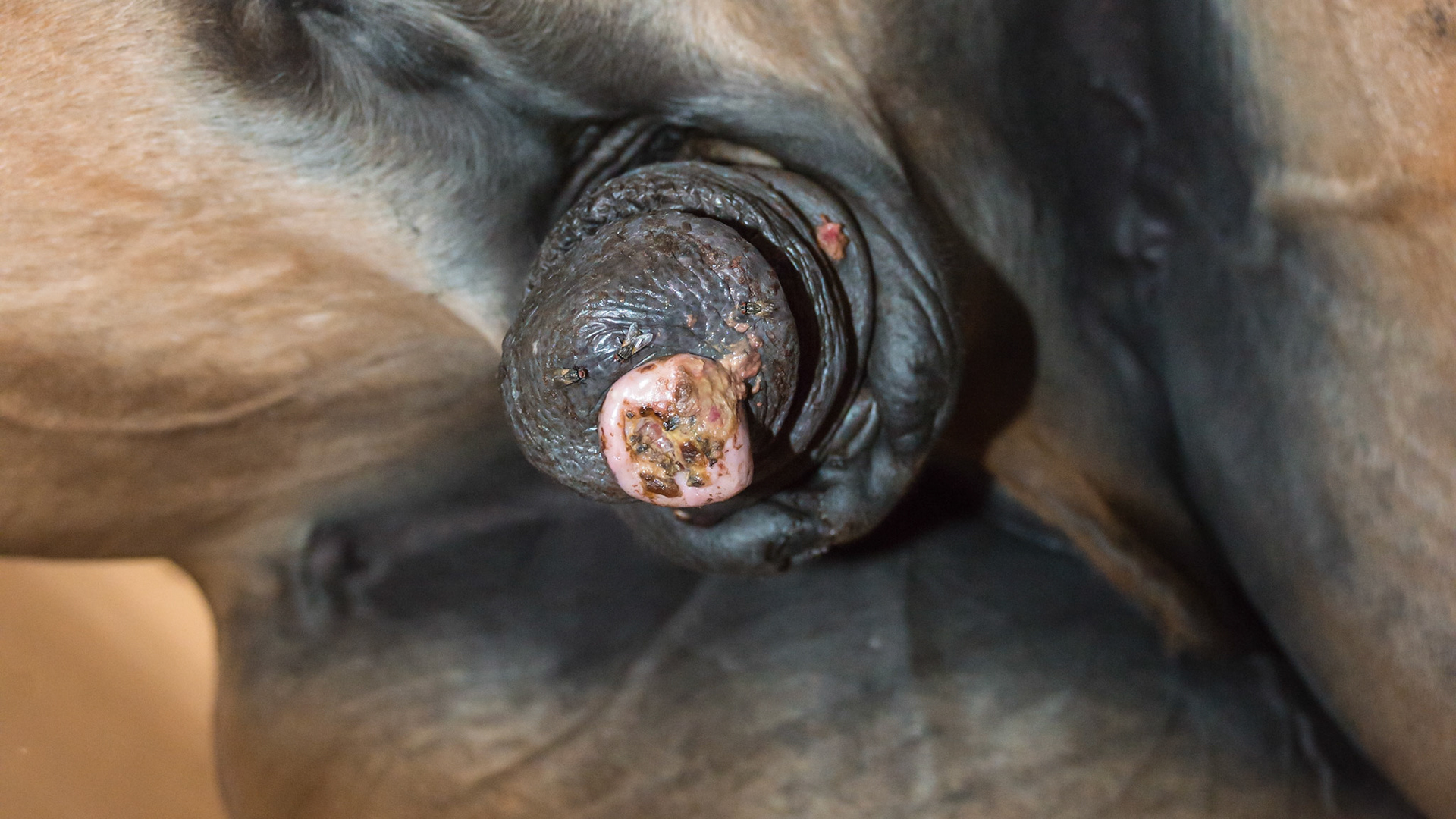 Horse D - 11 yr old WB gelding just came to this owner with this necrosis on the end of the penis. No diagnosis yet. Suggested biopsy but most likely a summer sore with the possibility of squamous cell.