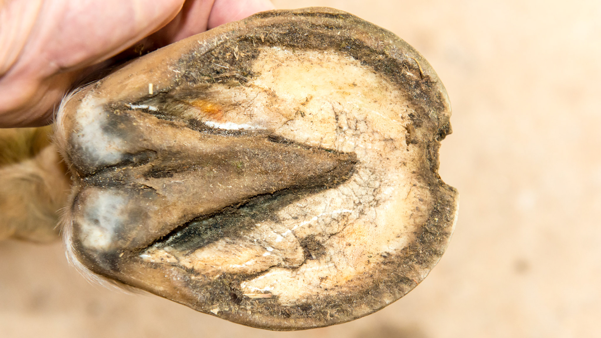 Horse A - LF - Medial wall (next to my hand) is wearing and chipping with the medial bar and heel wearing faster than the lateral side. The wall at the toe has a major piece broken off.