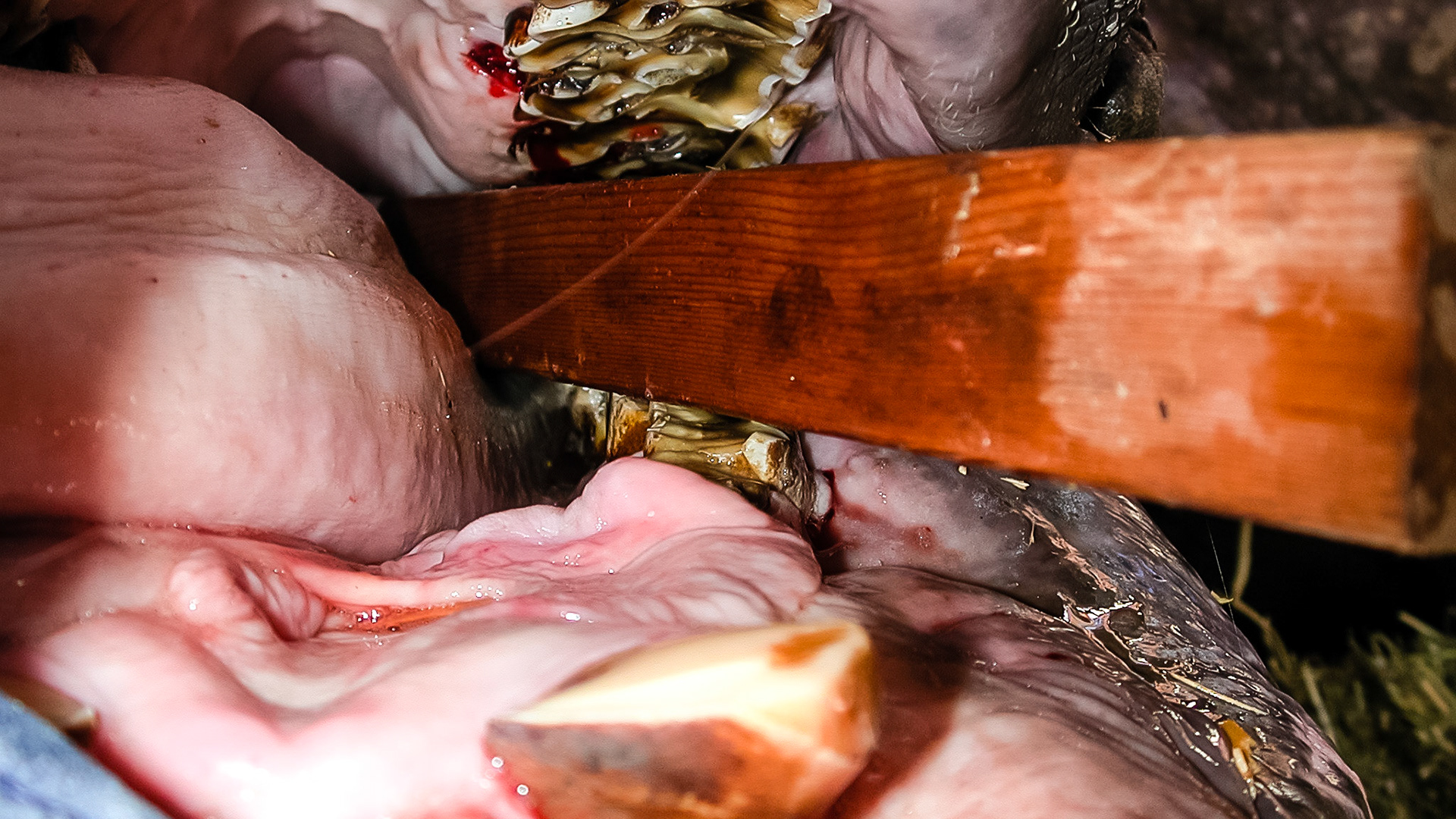 A rhinoceros I have worked on.