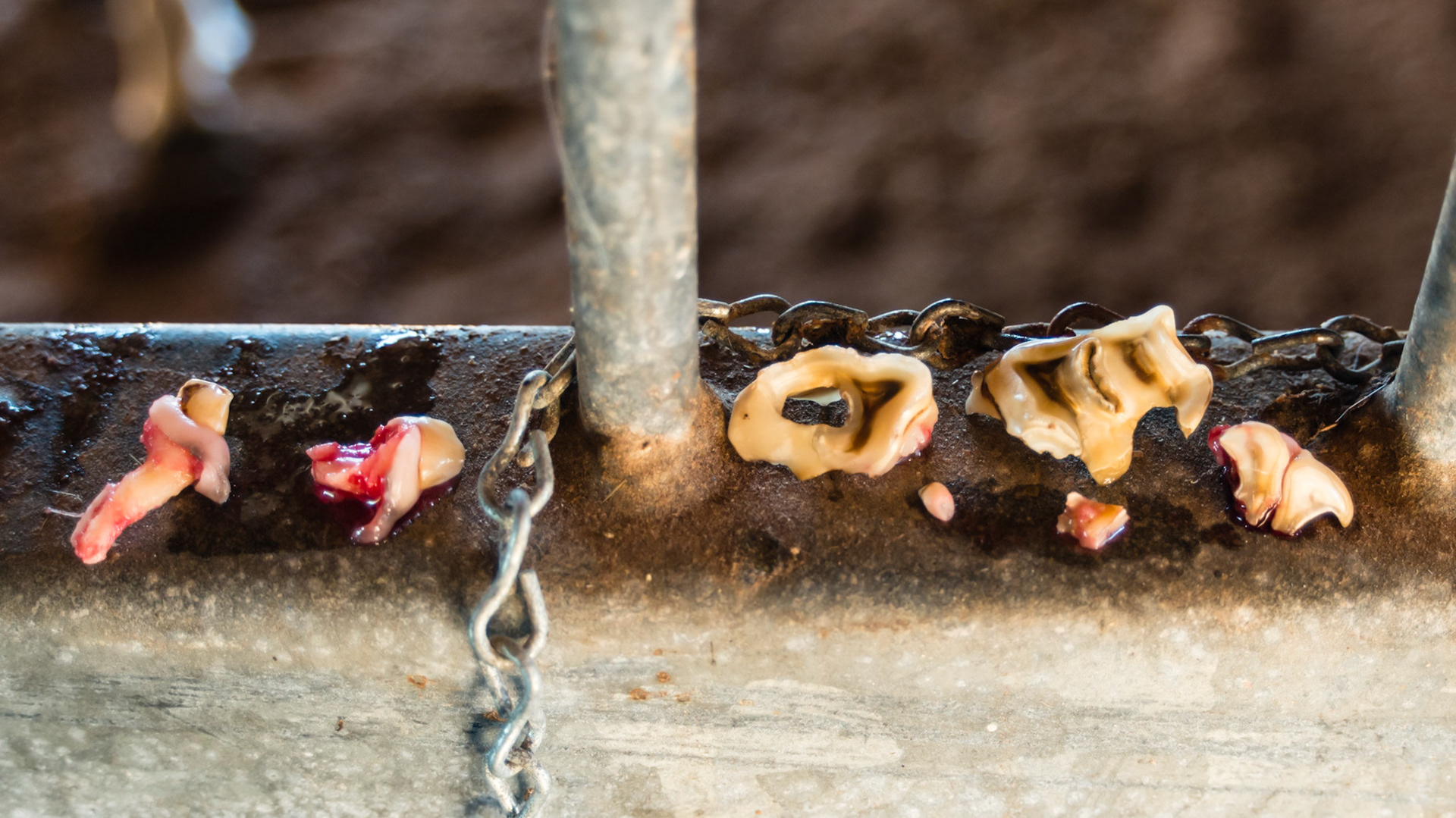 Assorted caps and 2 wolf teeth on the left side