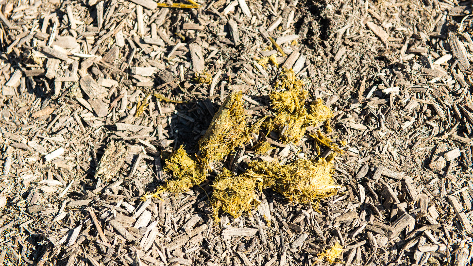 All of the packed hay from this mini's cheek.  The odor smelled like manure.