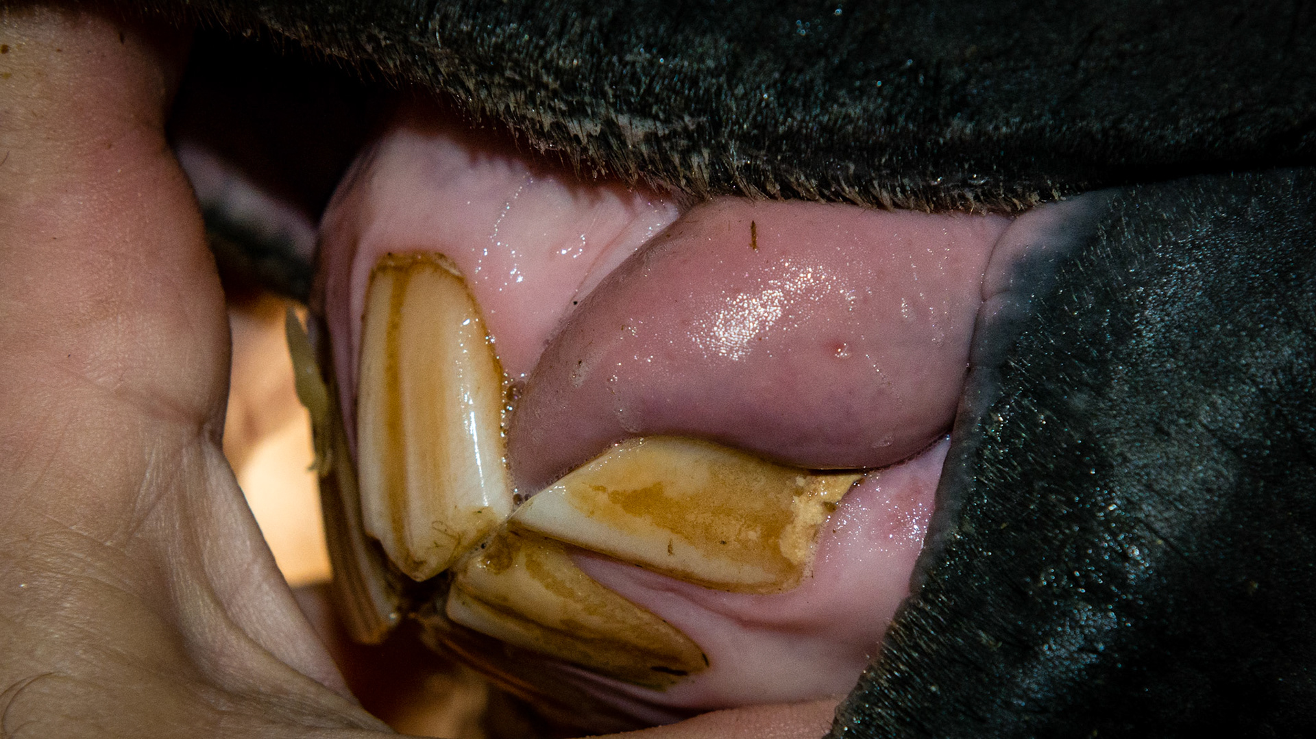 Missing 203 with self-reduction by the tongue