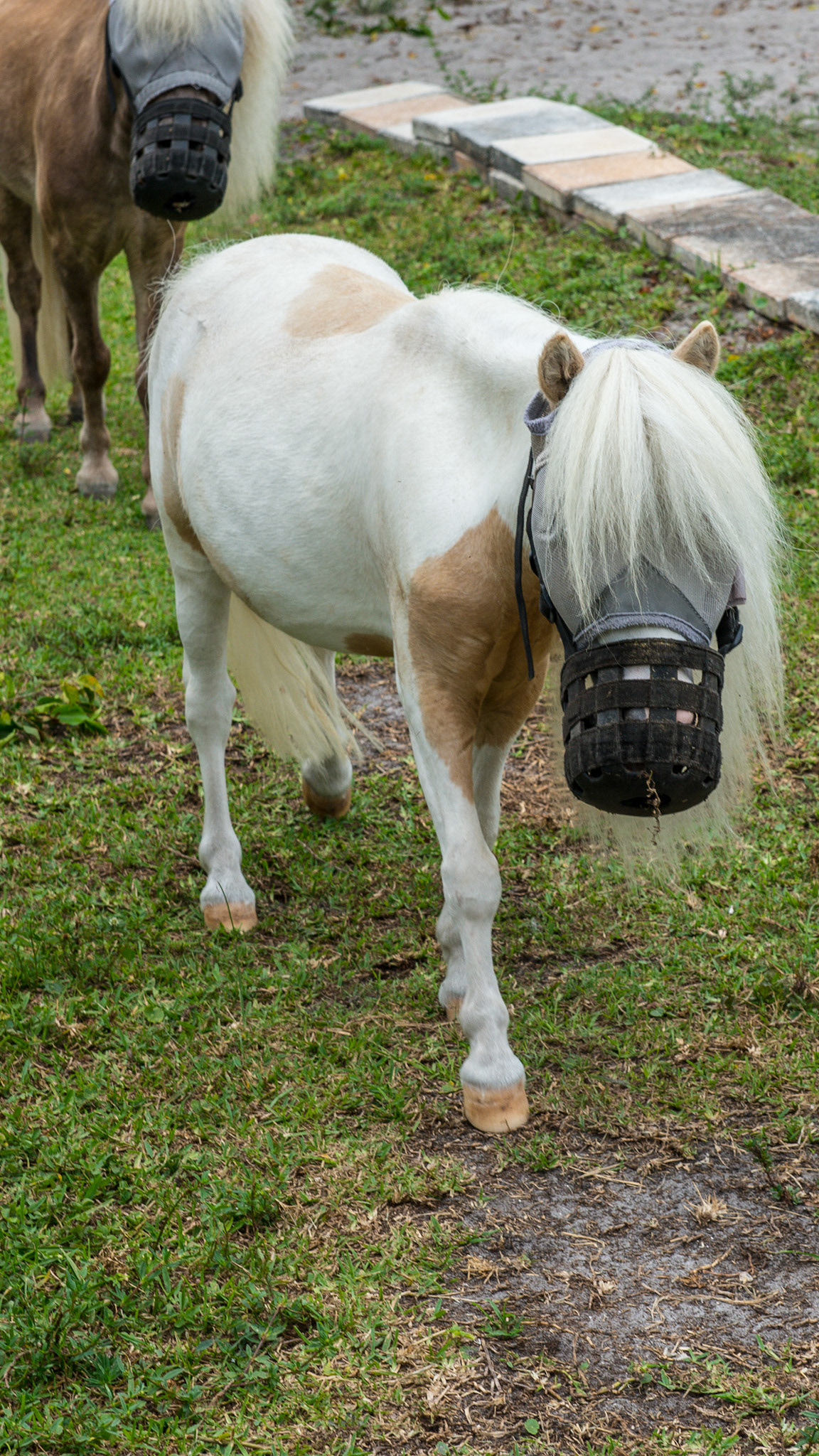 Grazing muzzles on 2 mini horses.