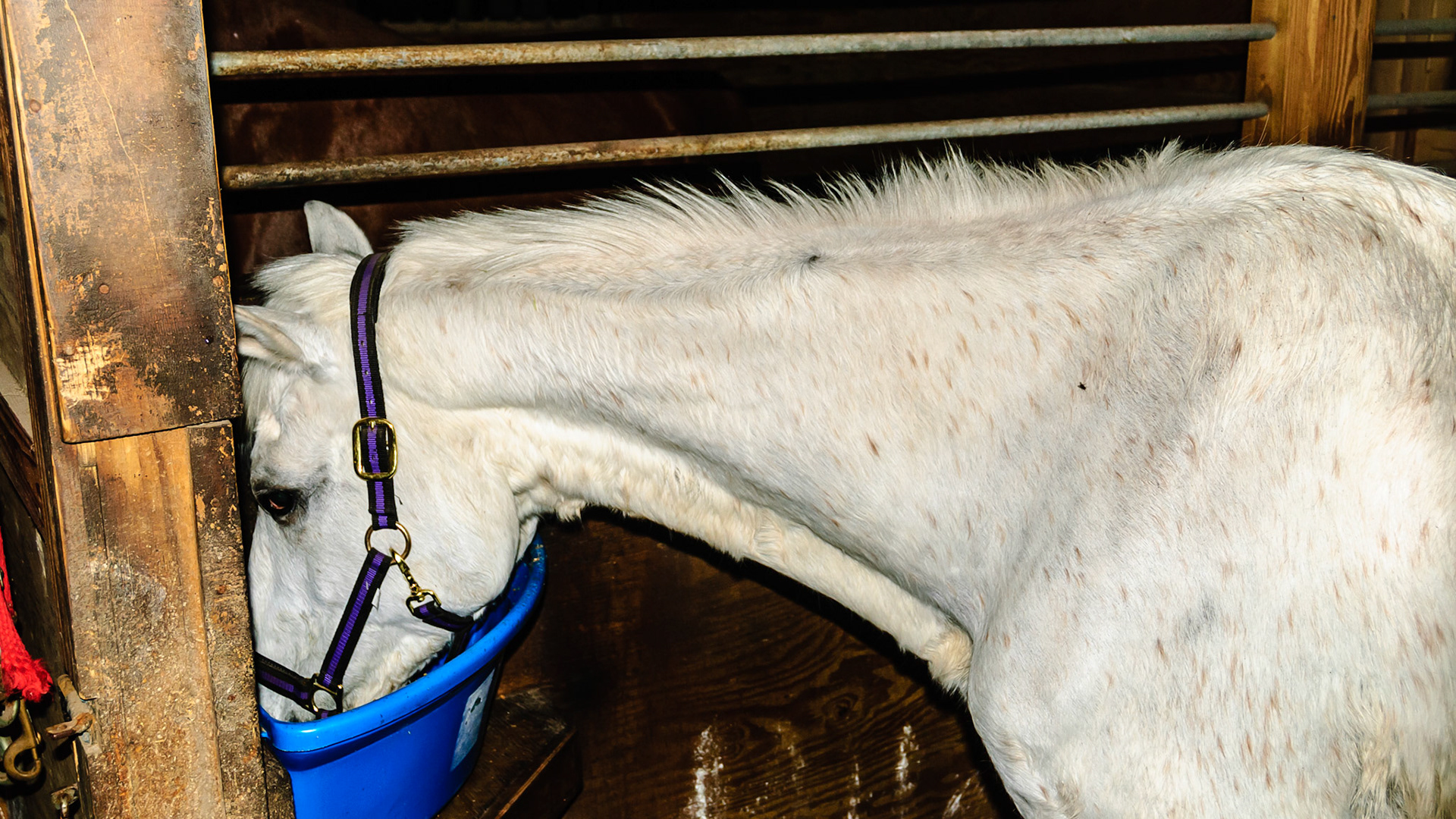 Horse A - BCS 2 - Very Thin ~ Emaciated. The skeleton is clearly visible but there is still a little fat tissue under the skin and the horse has some vitality to the skin. There is a space between the inner thighs.  This is a very old horse that is in the best of care, just fading away with age.