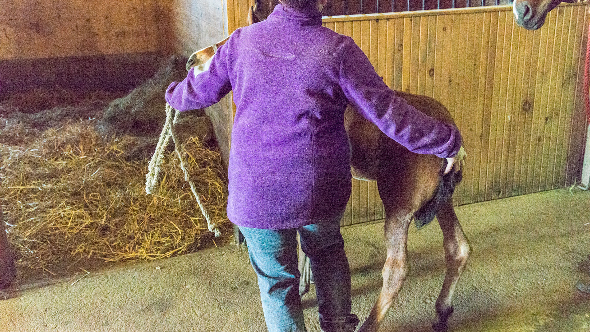The left hand guides and the right hand encourages.  The foal goes in first.