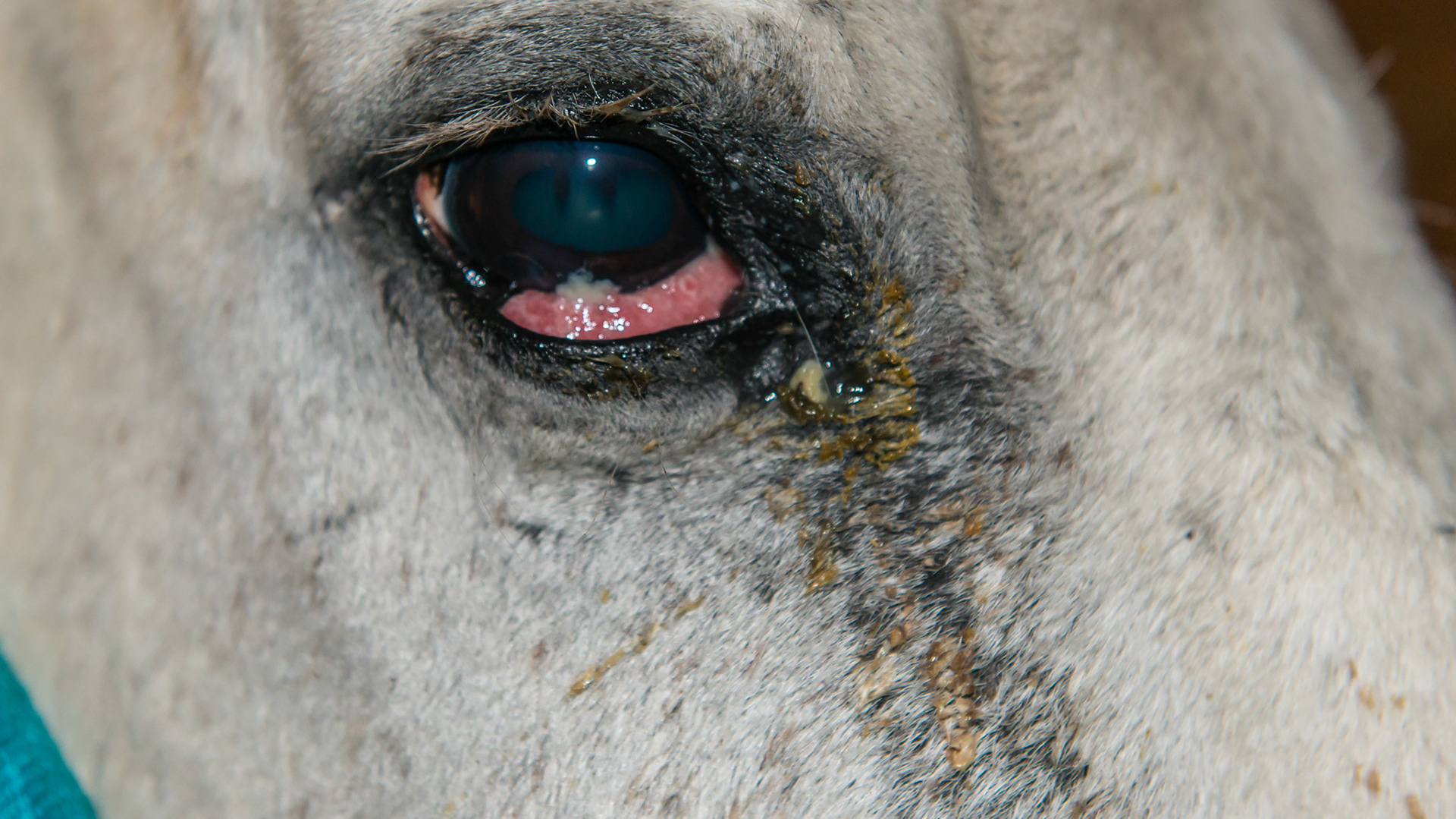 Melanoma of the nictitating membrane (3rd eyelid) diagnosed by biopsy and histopathology. This is 1 year after surgical removal of the 3rd eyelid in a 28 year old horse. It is recurring and the owner is electing not to do another surgery. There is blockage of the tears to the drain so overflow down the face is the result. Also the bacteria is not being effectively removed leading to pus accumulation which also drains down the face.