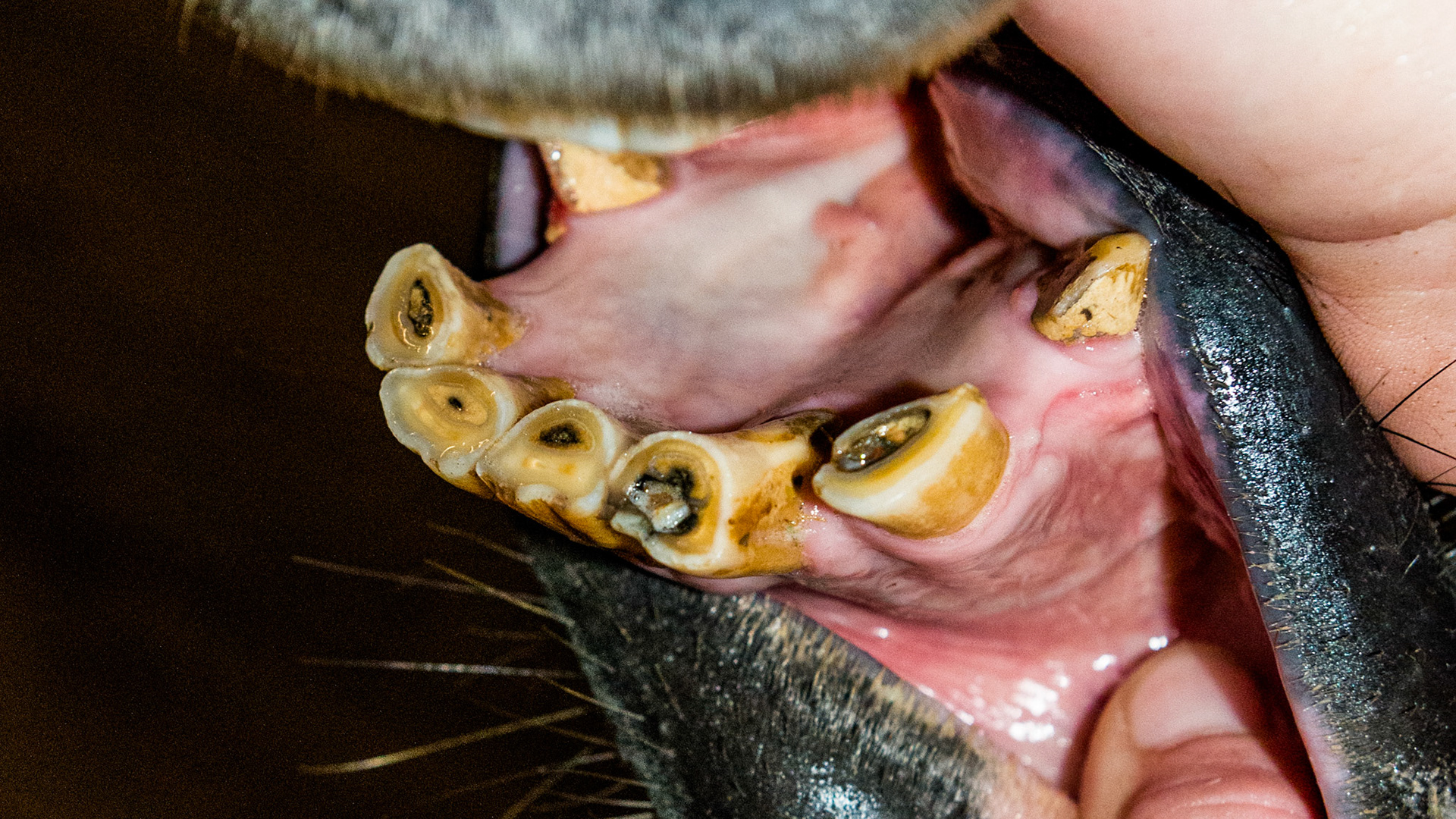 The rostral occlusal surface has wear from the overbite. The occlusal surfaces are uneven in wear. 301 has receeding gums and is slightly deformed.