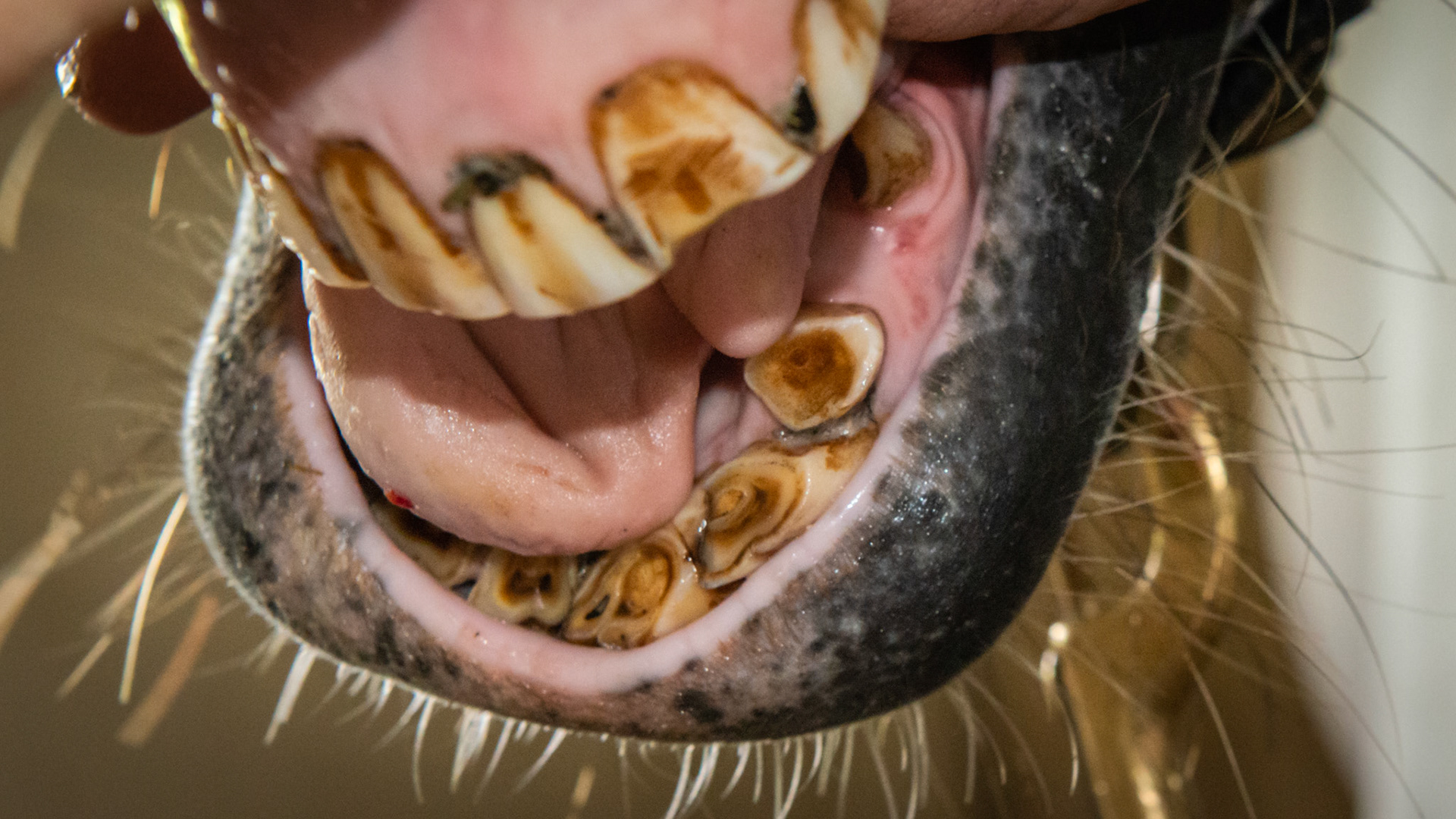 An old injury to the mouth of this horse scraped the upper incisor, displaced the lower incisors, and left a split tongue in this horse.