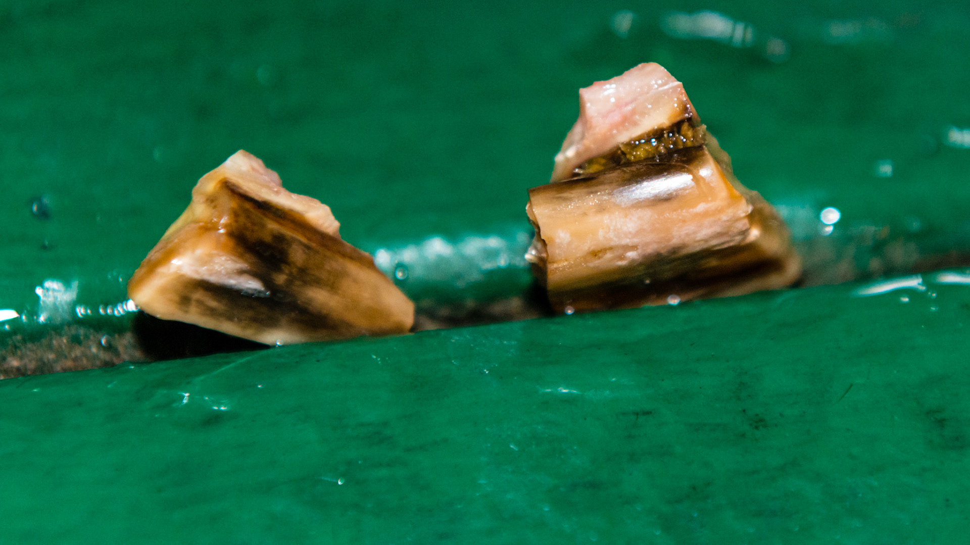 More cheek tooth fracture pieces.