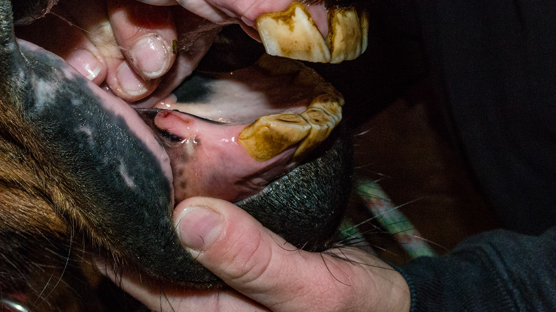 Hyperplasia at canine of unknown origin