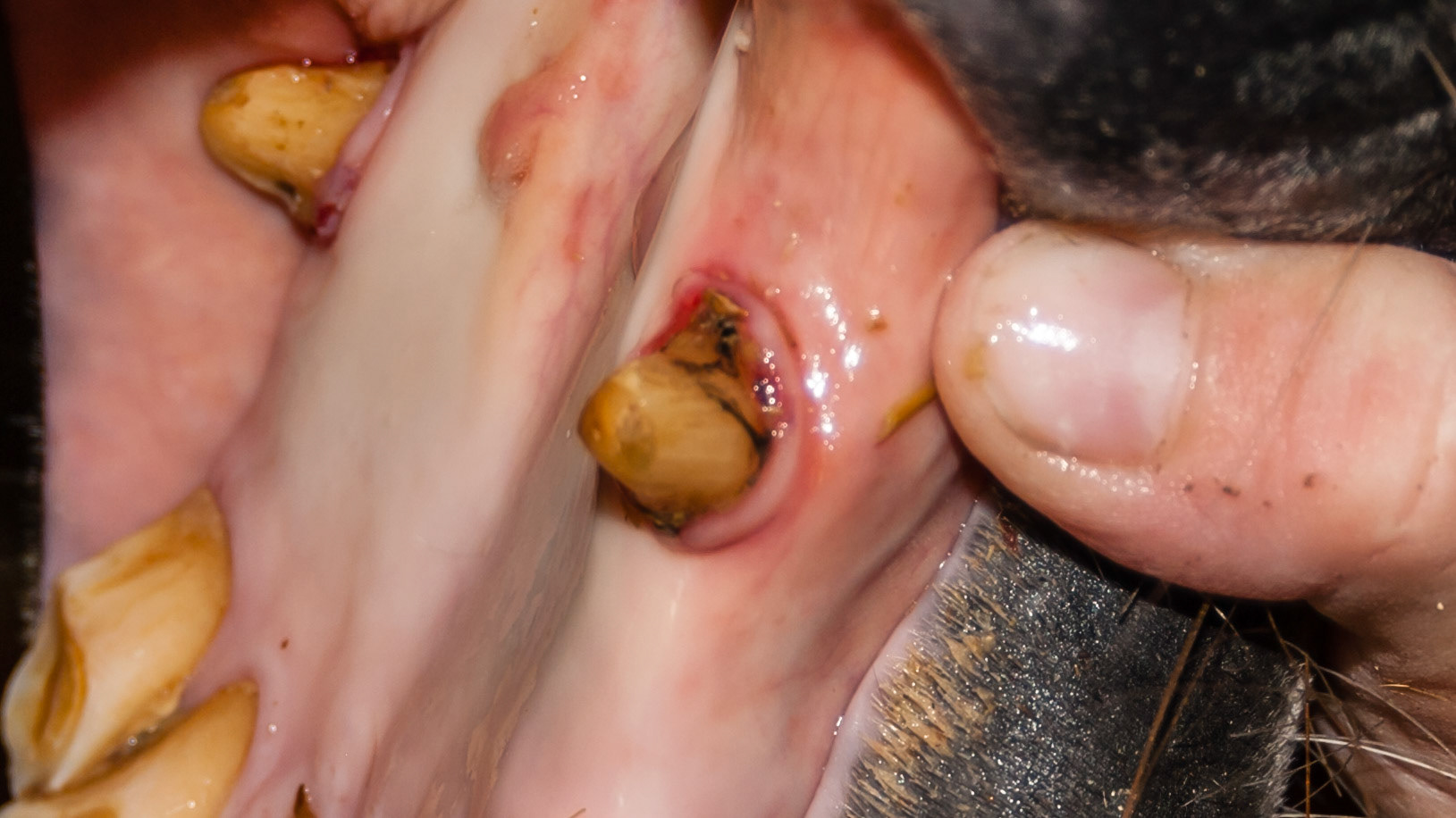 Canine calculus horse 1 - before and after images of a moderate amount of canine calculus.