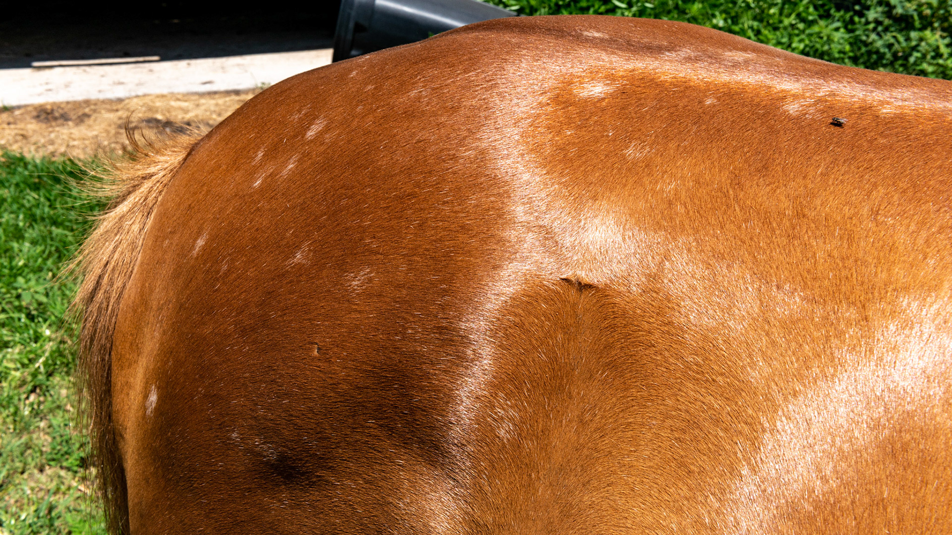 Spontaneous spotted leukotrichia. This horse was a pure chestnut on Saturday and had white spots throughout his hair coat on Sunday. Diagnosed at the University of Florida veterinary college, the cause is unknown. I read many years ago that spontaneous white spots in horses could be from a specific mineral deficiency, but there is no proof. If it was a mineral deficiency then how could this cooer “overnight?”