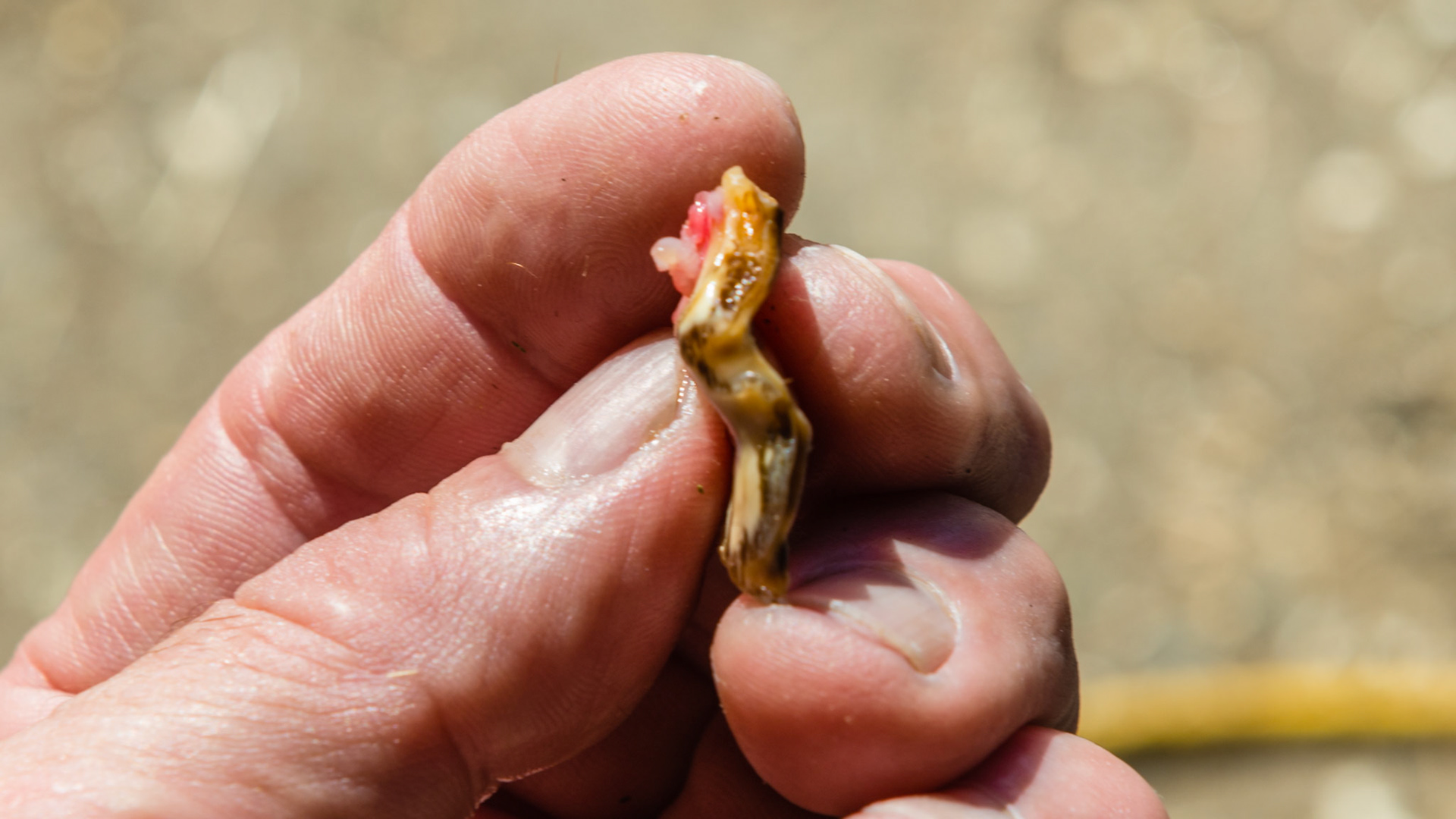 #208 buccal sagittal fracture seen removen in video 140908_extract fractured piece. The occlusal edge.