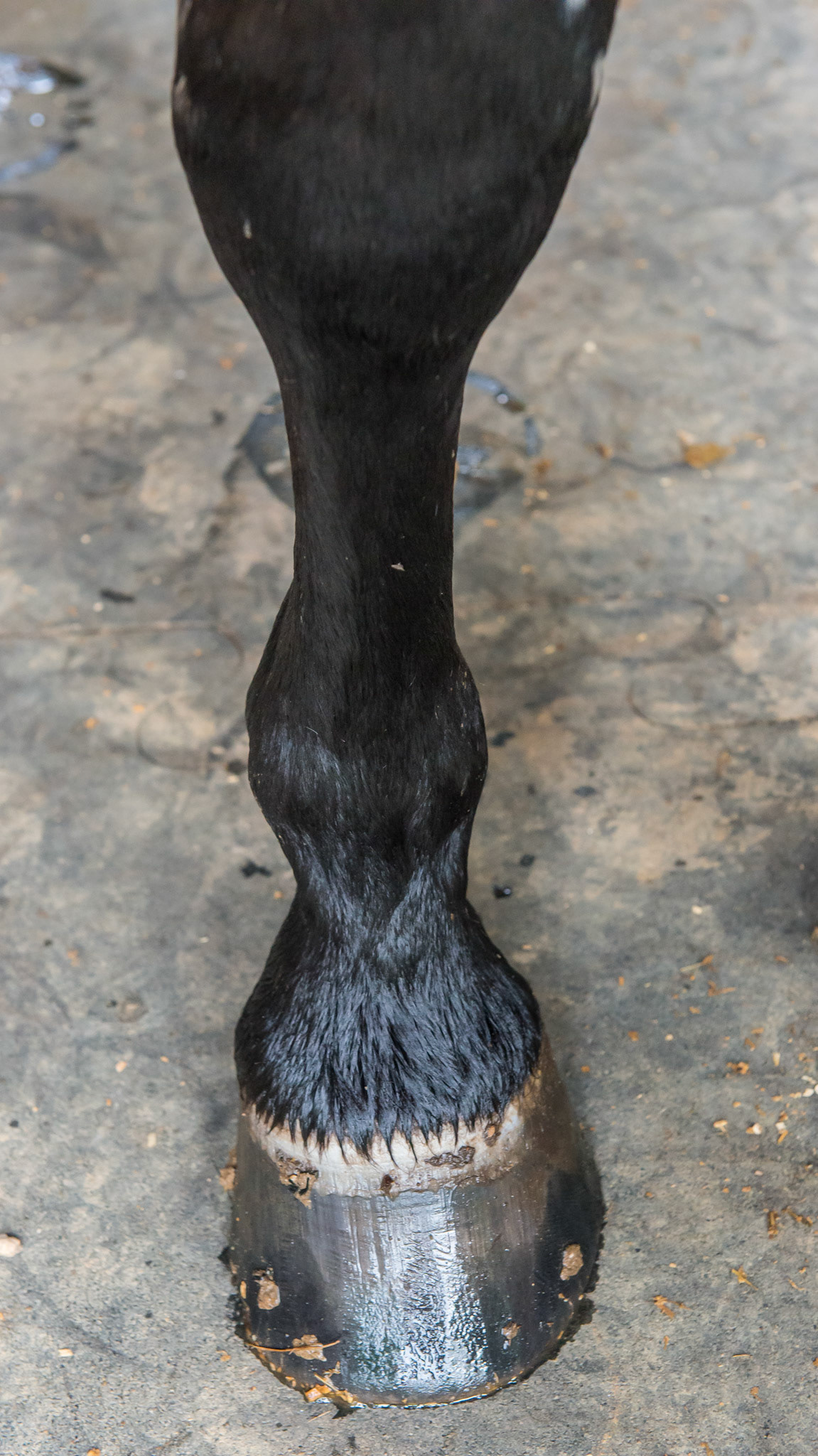 The RF hoof of the horse with the under-corrected valgus deformity and bench knee shows almost symmetrical hoof walls - a testament to the farrier trimming this hoof correctly.