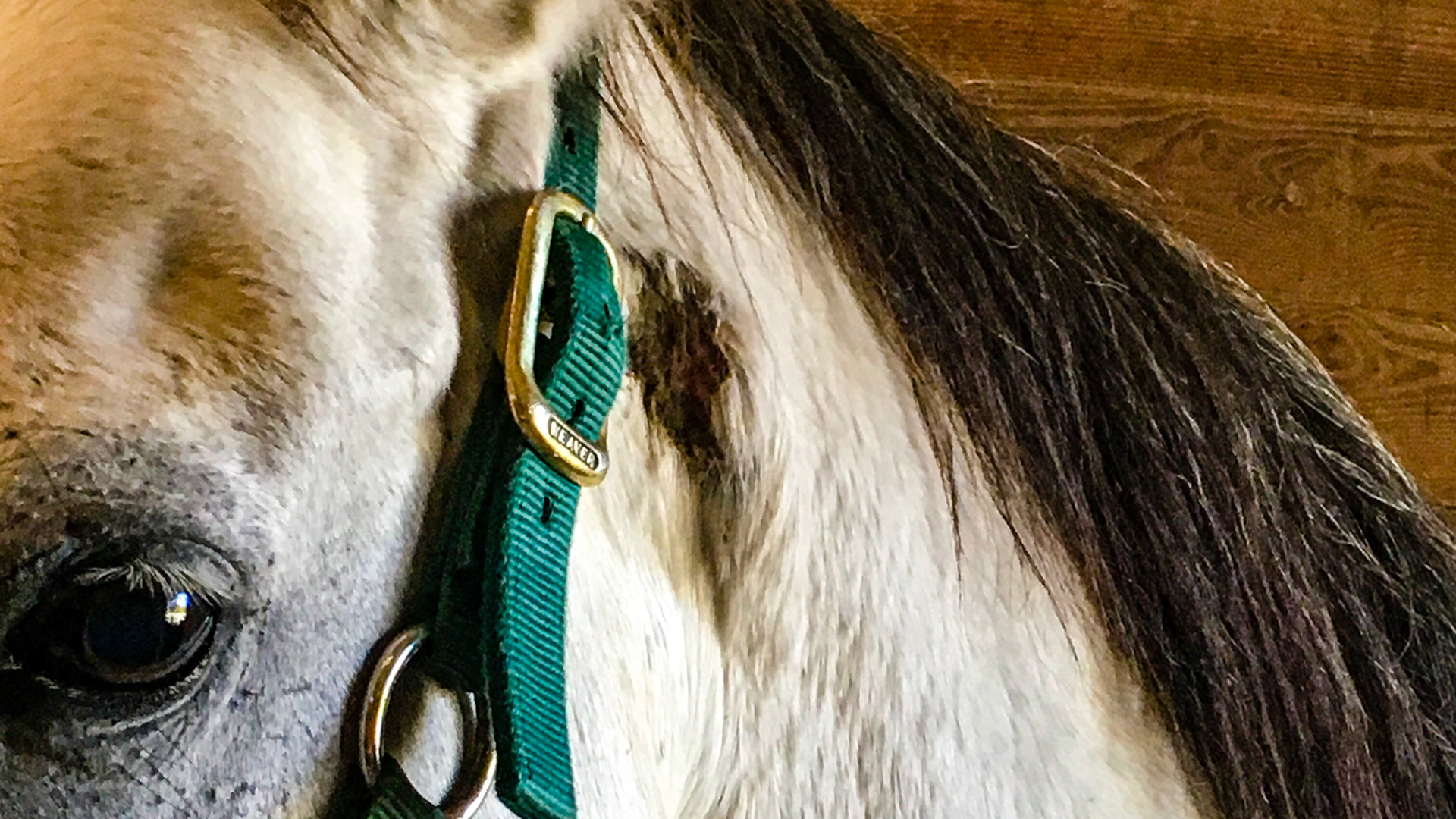 The cribbing collar on this horse was so tight that it was hard to remove.  These were painful.  There is edema on her left side caudal to the sore which was larger 15 minutes earlier when the collar was removed.