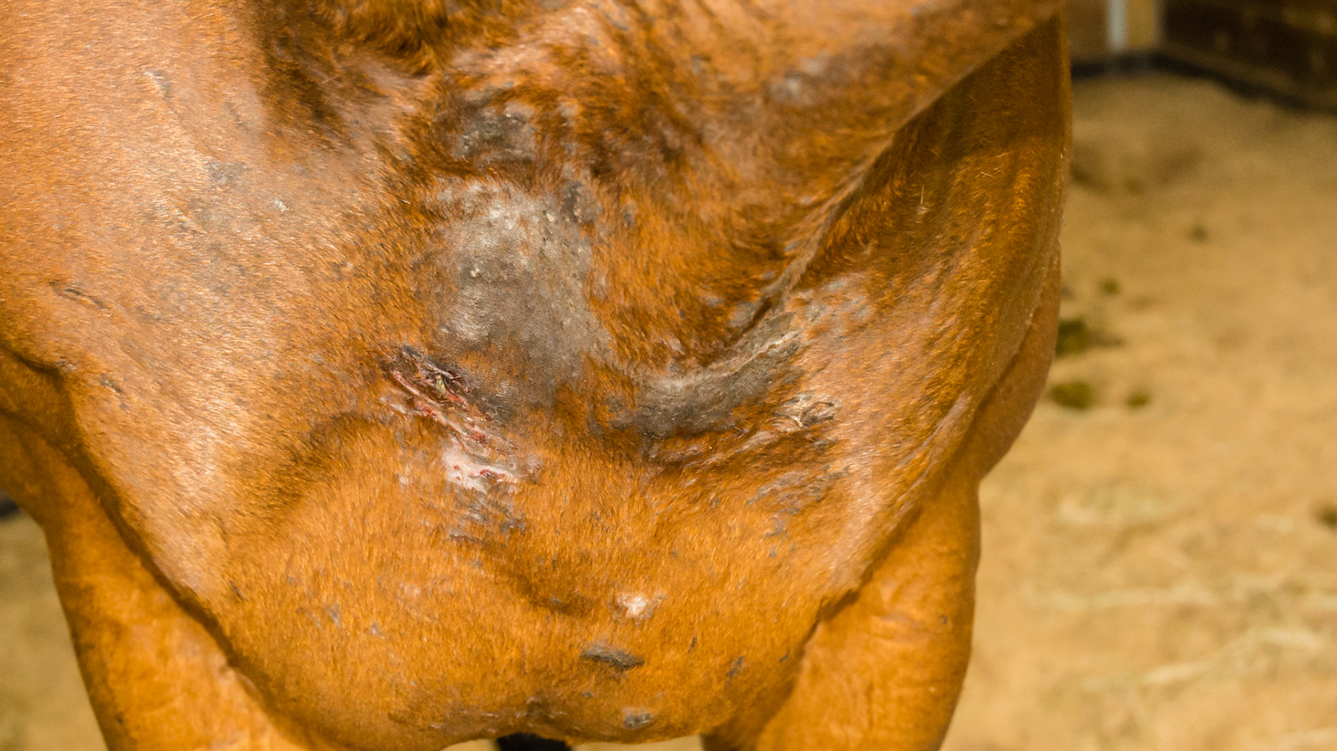 Horse B - culicoides (biting midges) sensitivity on the chest.