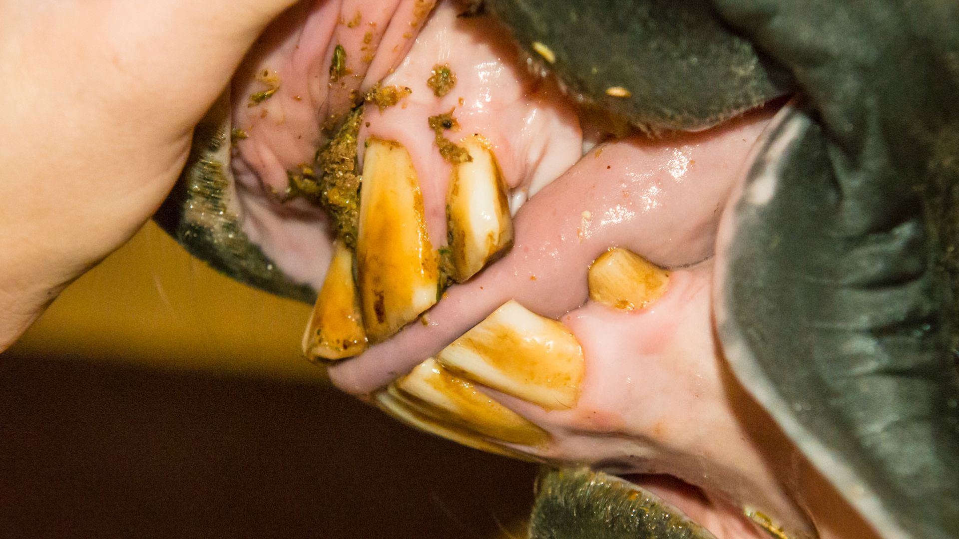 Horse K - Food packed around the incisors as the tongue is unable to keep the area clean