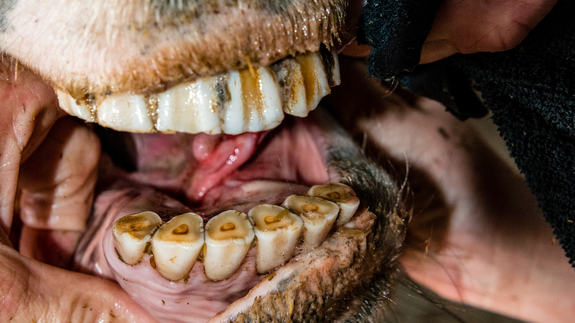 Horse D - Although blurred, you can see a vertical red split on the rostral surface of the frenulum of the tongue. This is a cut of unknown origin.