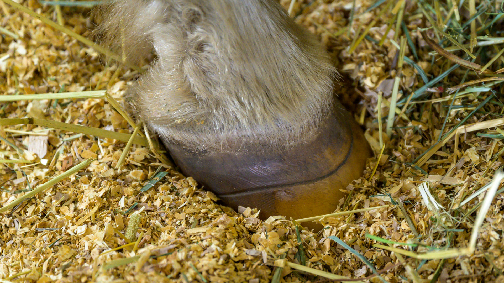 This well defined ring is on all 4 hooves and was caused by a sudden onset 5 months earlier of photosensitization affecting the pink skin on all limbs.  The severe reaction caused large open wounds on the pasterns (see associated images).