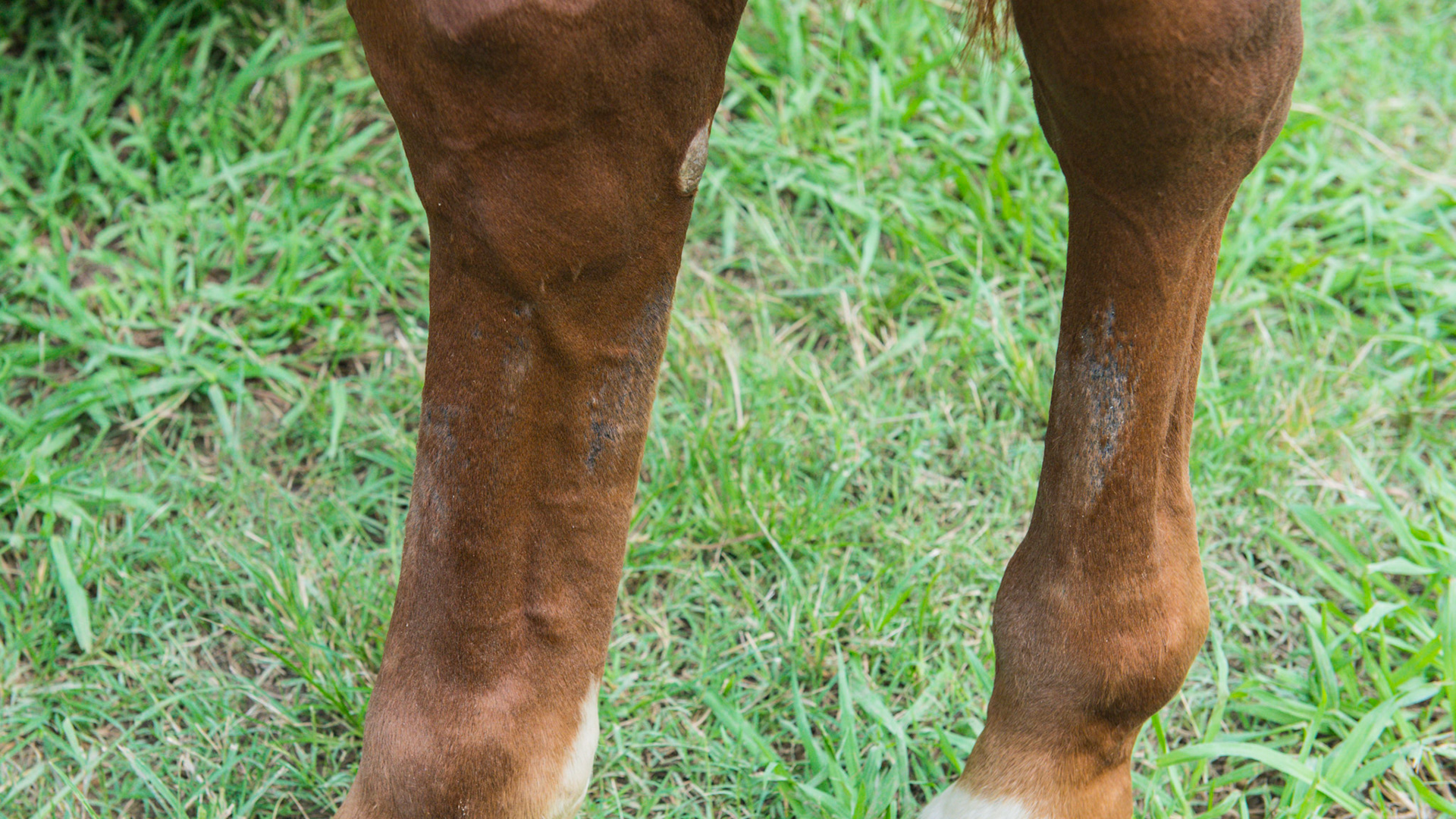 Horse A - Hair loss from bandage wrap