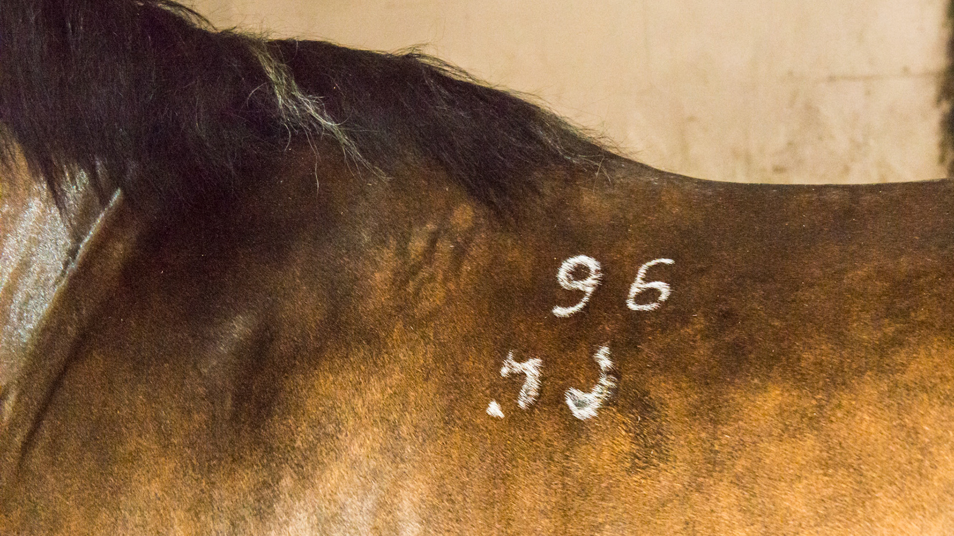 Freeze brand under the saddle