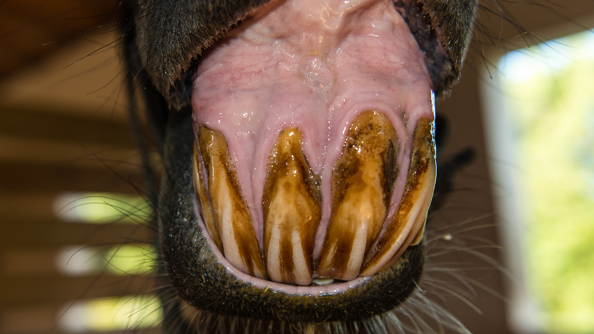 EOTRH horse 4 - Follow-up on this horse about 2 years after the 1st set of images shows the progression of this disease. Interestingly, but probably unrelated, is this horse's extreme sensitivity to floating the mandibular cheek teeth, especially 306 requiring medication and difficulty chewing for 12+ hrs. Receding gum line.