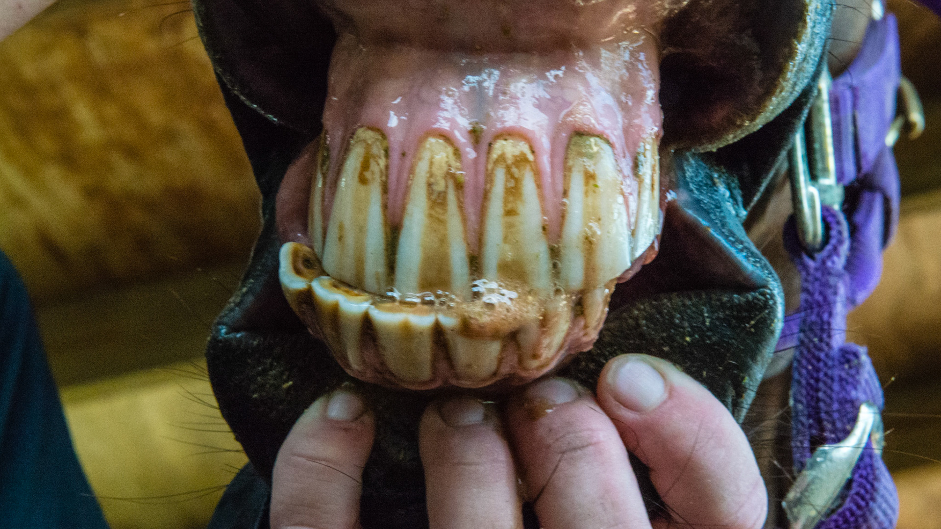 Chewing motion horse 2 - 15 yr old TB with loss of right masseter muscle for over 10 years and atrophy of the left masseter muscle. See movie. Jaw has a limited range of opening, is painful to open wide, and is maxed in the picture of the opened mouth. Her right arcades are always sharper. Her left arcade is sheared with an acute occlusal angle, and tarter accumulates along the upper left arcade.