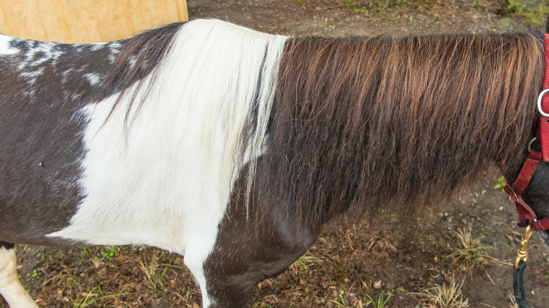 Horse B - BCS 4 - Moderately Thin - Spine ridge and rib outline are visible. The tail head may be visible.