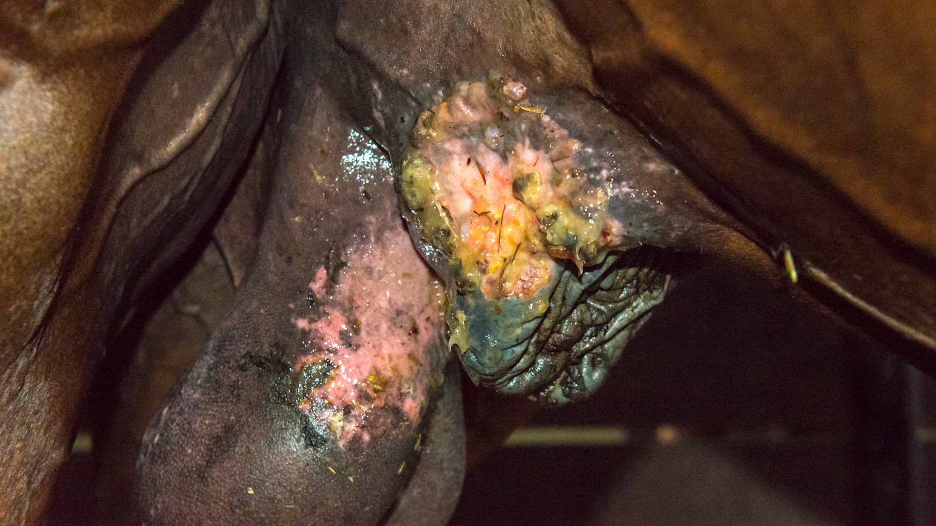 Horse F - These lesions on the scrotum, sheath and ventral midline of this stallion are most likely insect sensitivity and summer sores. The yellow is from an antibiotic cream.