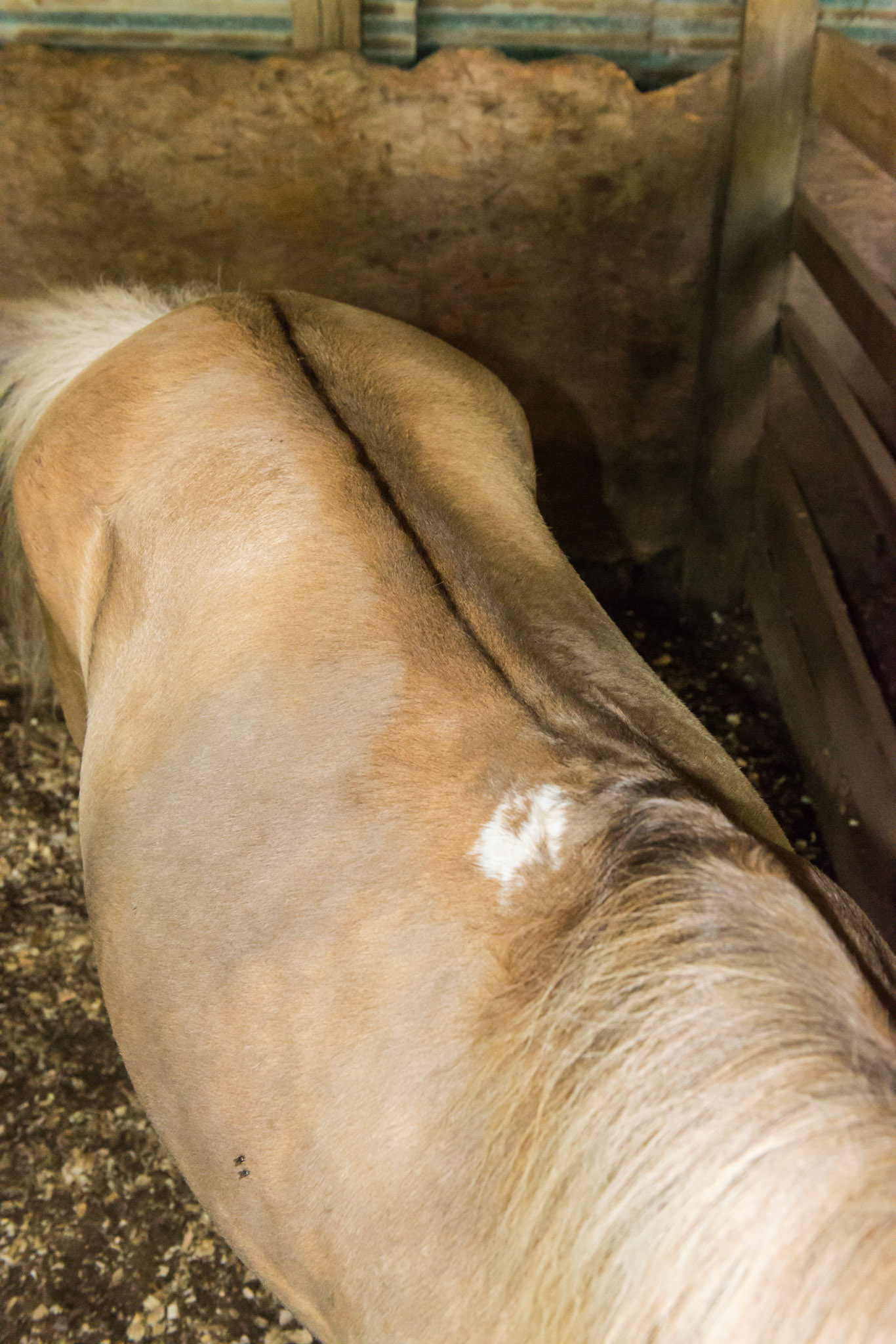 Dorsal stripe of a dun horse. Dun is a dilution of the base color and will dilute bays and chestnuts. However the dun color (varied) will always have a dorsal stripe,  Not to be confused with a buckskin which is a dilution of the bay color without a dorsal stripe.