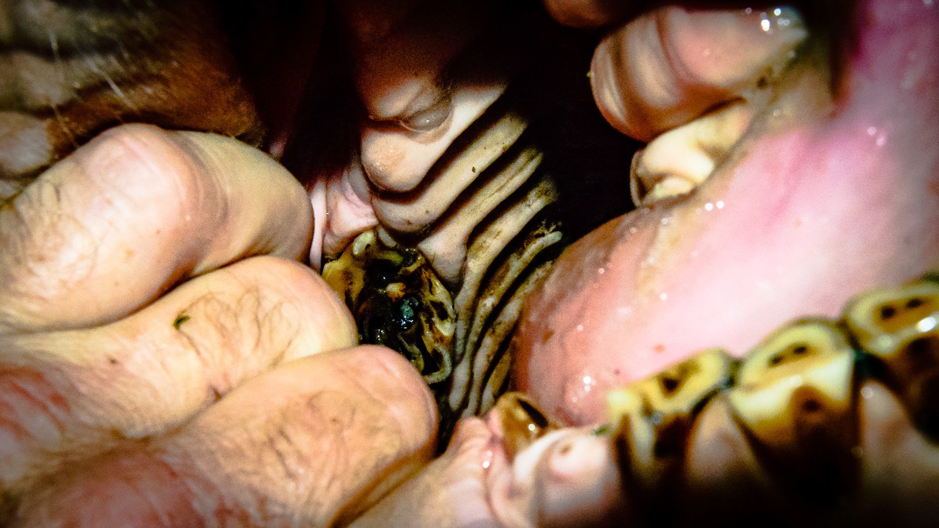 Cheek teeth fracture horse 9 -Sagittal fracture of 106 seen before and after extraction