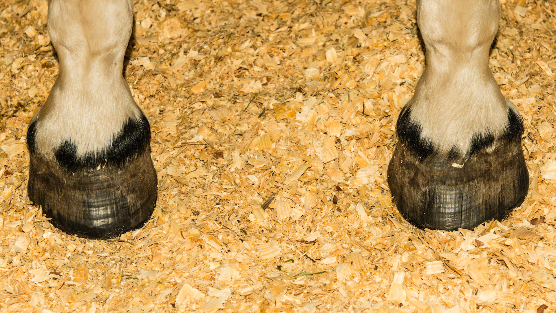 Distal spots at the coronary band used in the markings on the Coggins test.