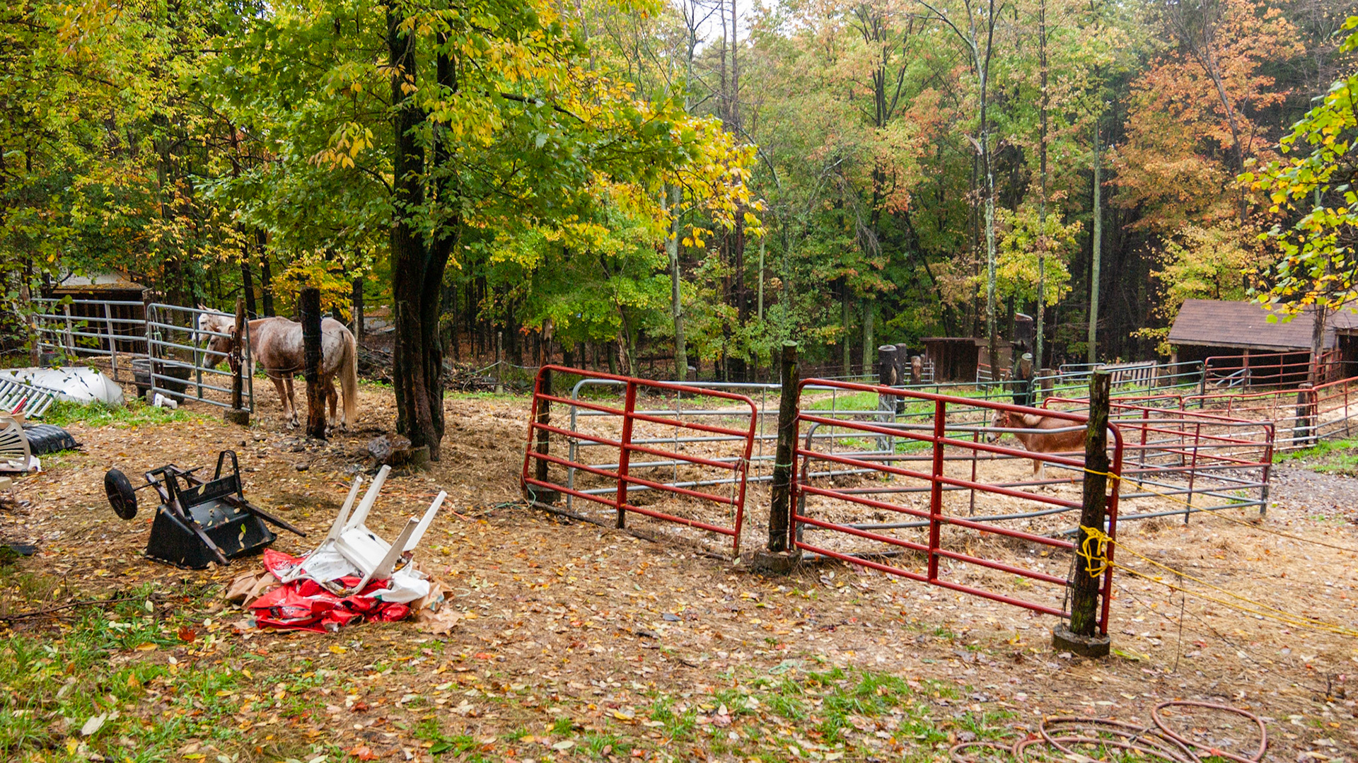 There is little pasture on this farm. The horses are unhealthy in this wet and muddy environment.