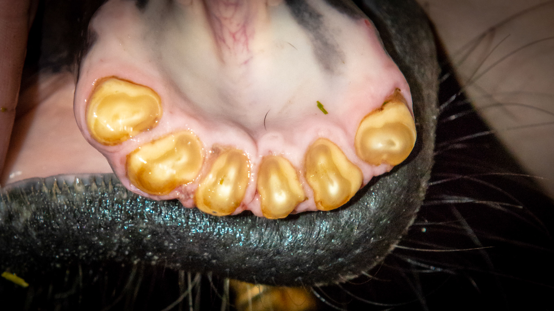 Excessive waring of the incisors caused by excessive licking. There is a video of this horse licking as she stands in her stall.