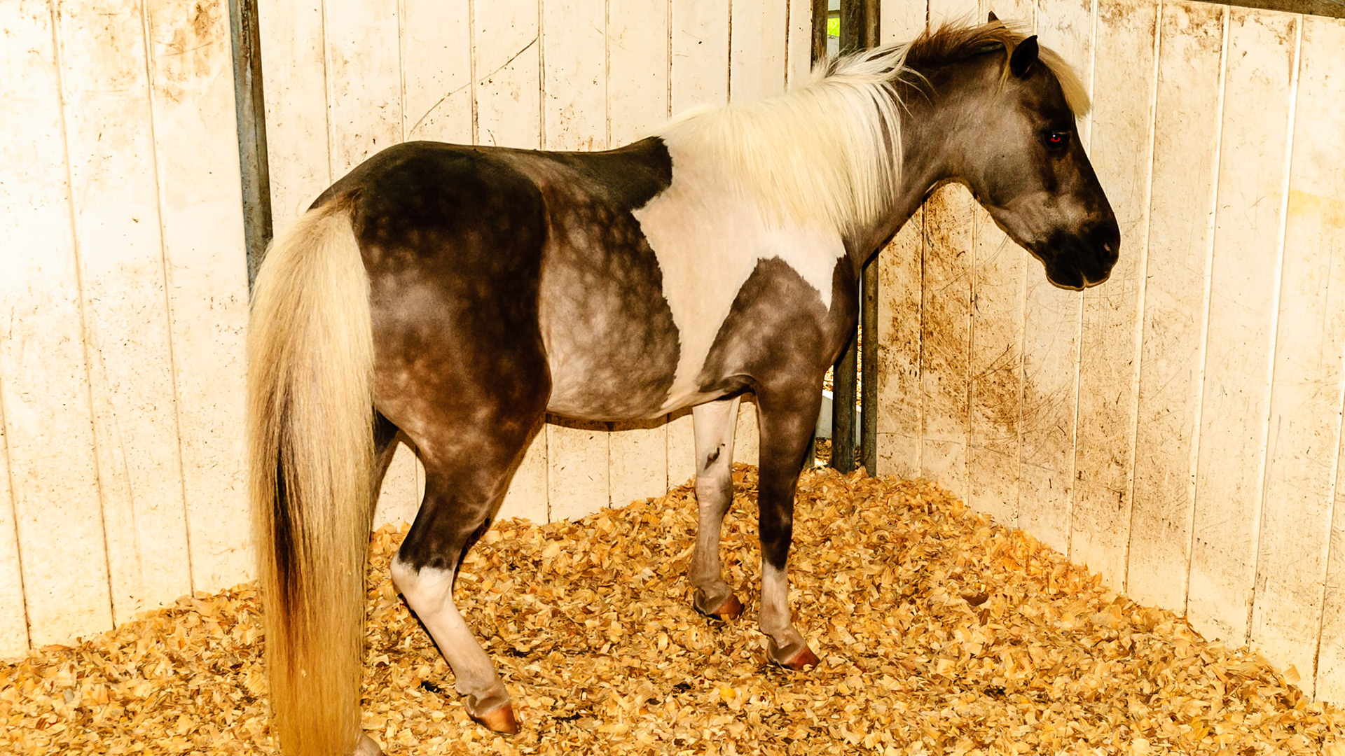 Horse A - BCS 5 - Moderate ~ The spine and ribs cannot be seen but can easily be felt with a light touch.  The withers, shoulders, and neck are smooth and rounded.  Fat can be felt at the tail head.