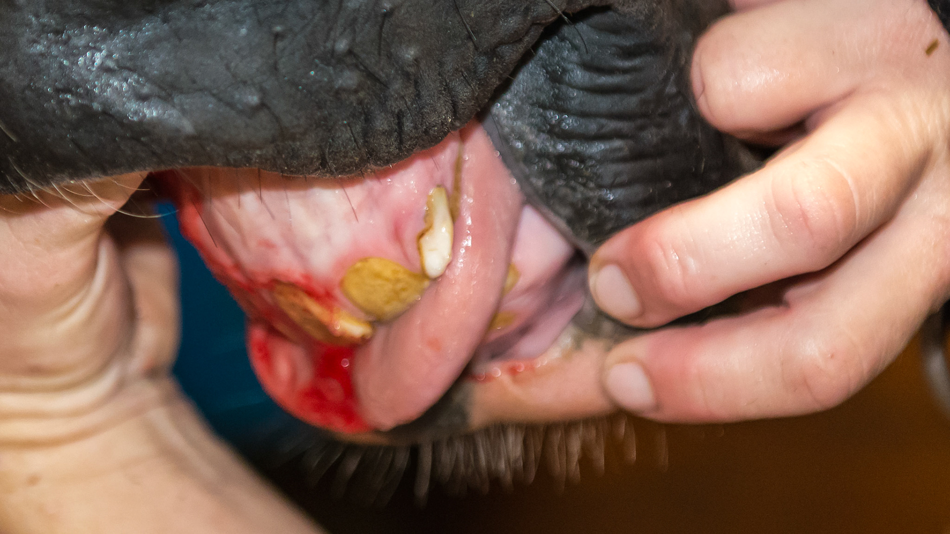 Horse D - Stubborn #63 incisor cap is held in place by a long tag.