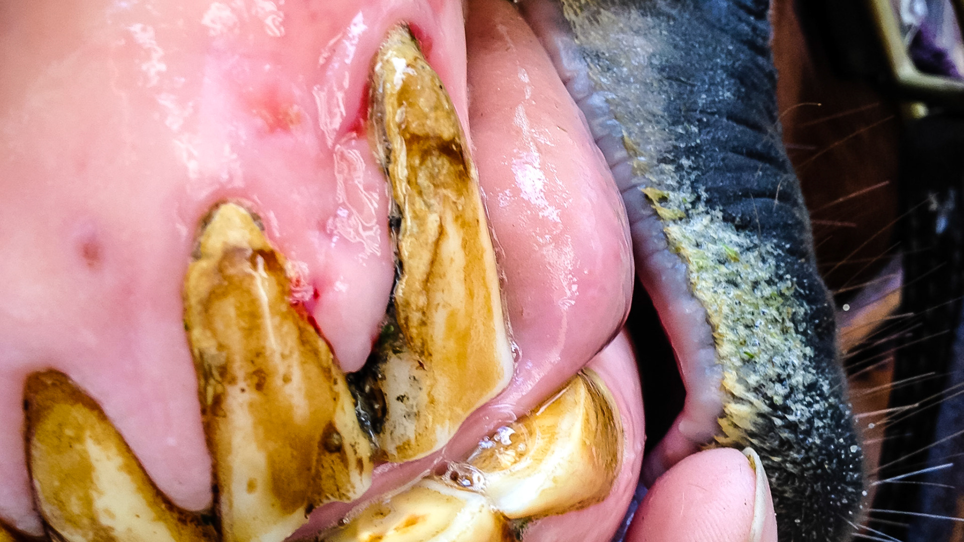 Horse B - This horse had a screw placed between these 2 incisors for an unknown reason and the owner was unaware of it until I floated the teeth.  The horse showed no problems.  However there are indicators of EOTRH that may or may not be associated with this screw. The most likely reason for installing the screw was to reduce cribbing.