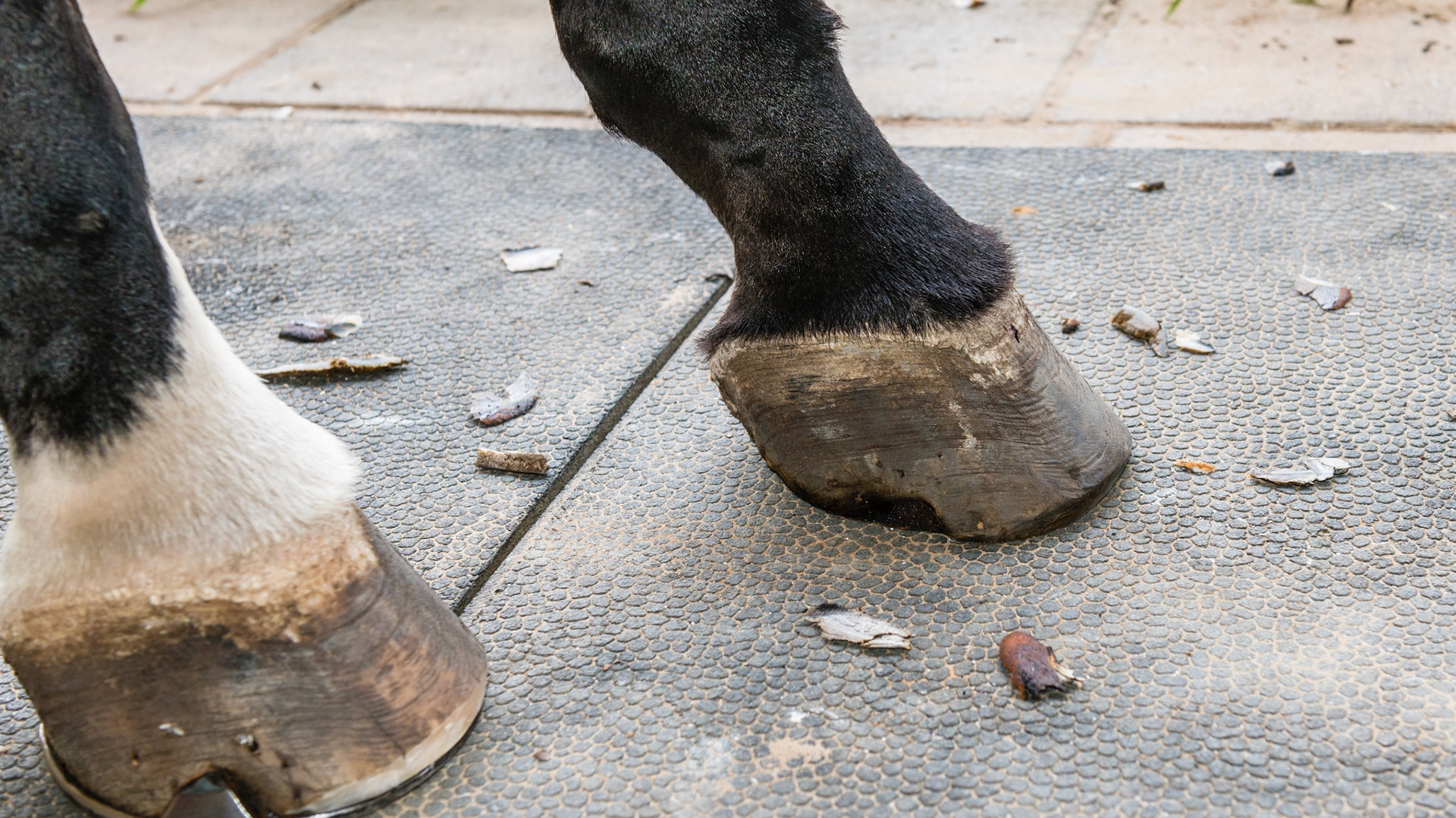 Horse A - Coronitis in the ssame horse seen 15 months earlier. Farrier keeps area cleaned, Frequently shaved and washed daily with mild soap. I saw this horse bite the open area between the bulbs of the heels. This is the best it has look in many years.