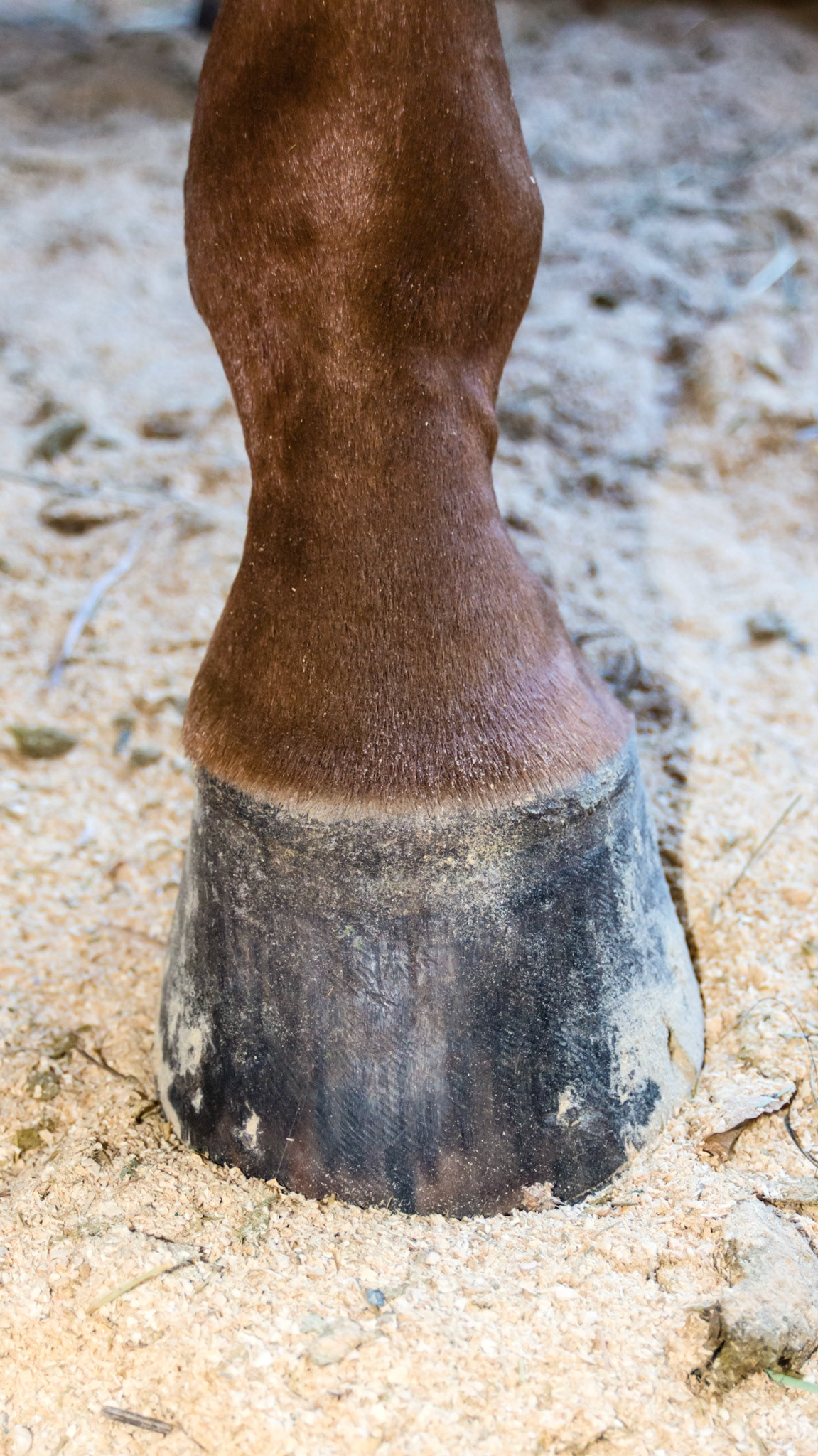 A medial splint seen on the inside of the cannon bone below the knee. This horse has bench knee conformation meaning the cannon bone is placed to the outside of the knee forming a “bench” above and to the outside of the knee forcing the horse’s weight to come down the inside of the cannon bone.  This added load causes the injury. Note the more vertical inside wall of the hoof while the outside wall slightly flares out. Also note the uneven coronary band. The hoof changes are a reaction to the uneven load top the hoof caused by the bad conformation of the cannon to the forearm.