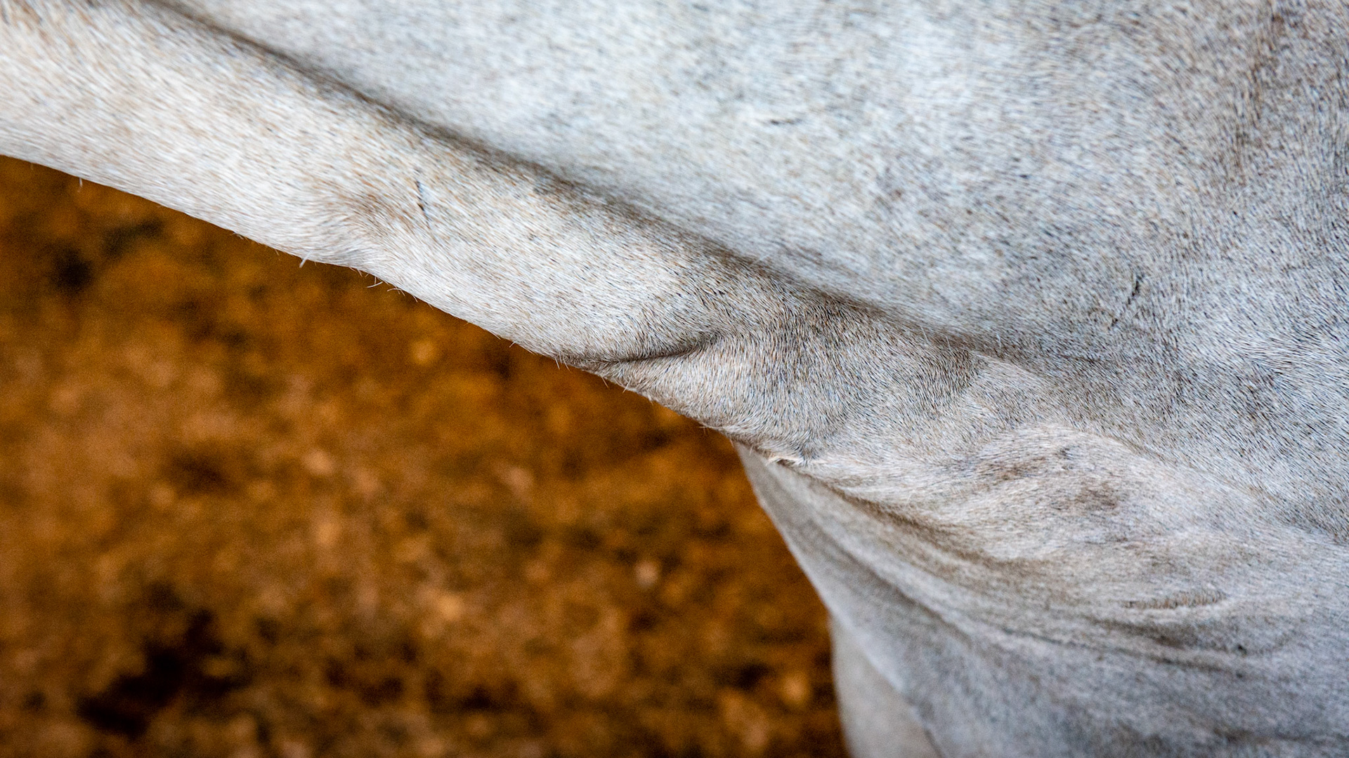 Natural dimples in the neck of this horse are commonly found in newborn horses. They are incidental findings and I often used them in identification for the Coggins test.