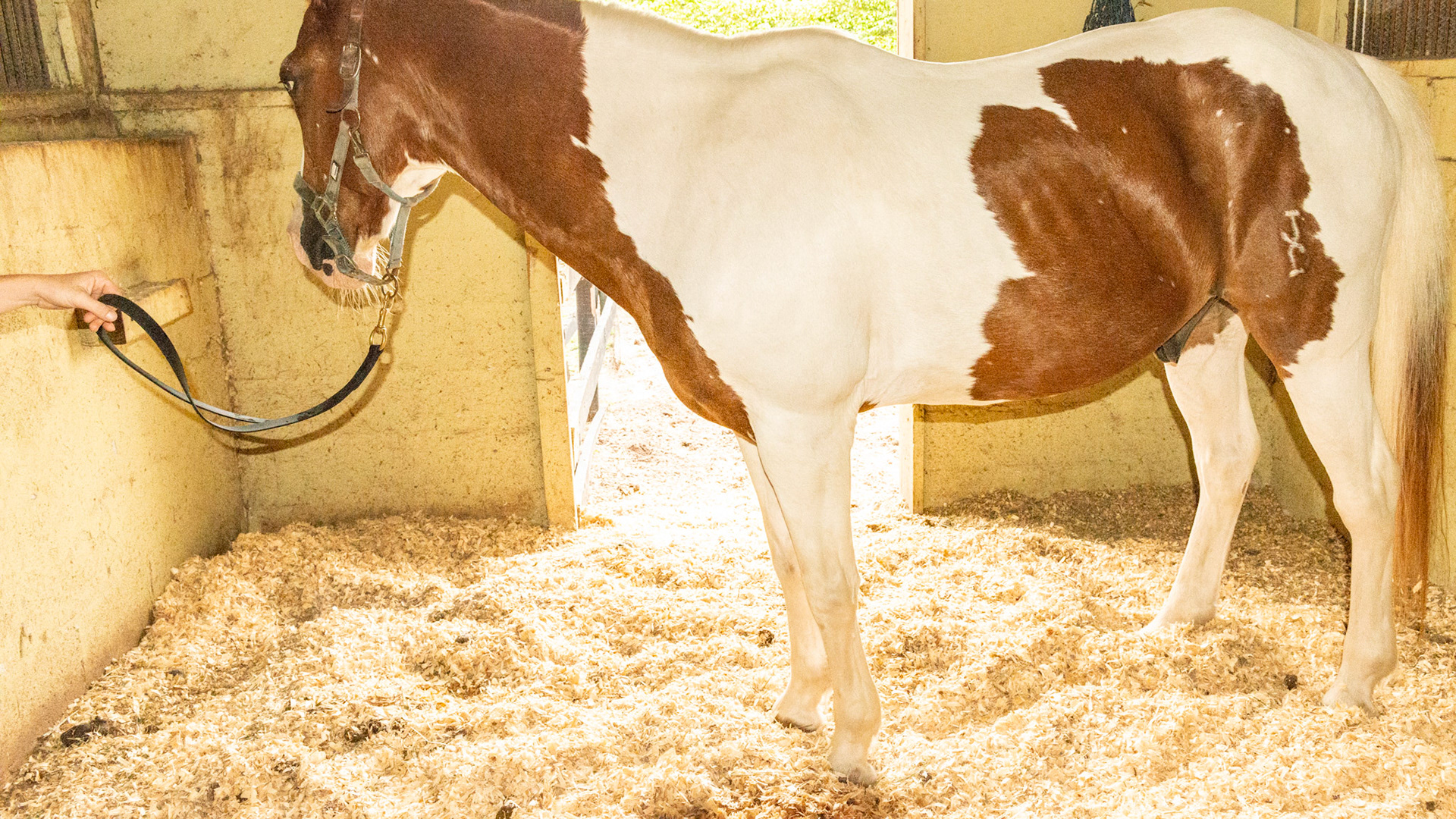 Horse C - BCS 4 - Moderately Thin - Spine ridge and rib outline are visible. The tail head may be visible. Tobiano skewbald