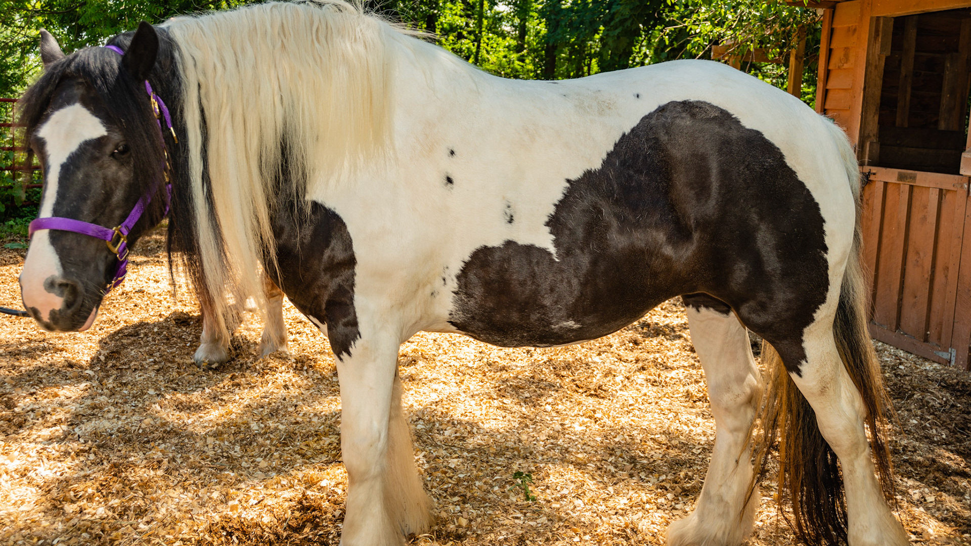 5 yr Gypsy Vanner, Piebald (having the two colors of black and white. Tobiano. BCS 8 - Fat ~ Discernible crease down spine and ribs difficult to feel. The neck is large for the horse. Fat is deposited on the tail head, withers, shoulders, neck, inner thighs. Varus angular limb deformaty seen in the front limbs at the carpus (knee), and OCD seen as fluid distentions at the hocks. This horse had multiple OCD surgeries, but eventually died from pain about 1 year after these pictures were taken.